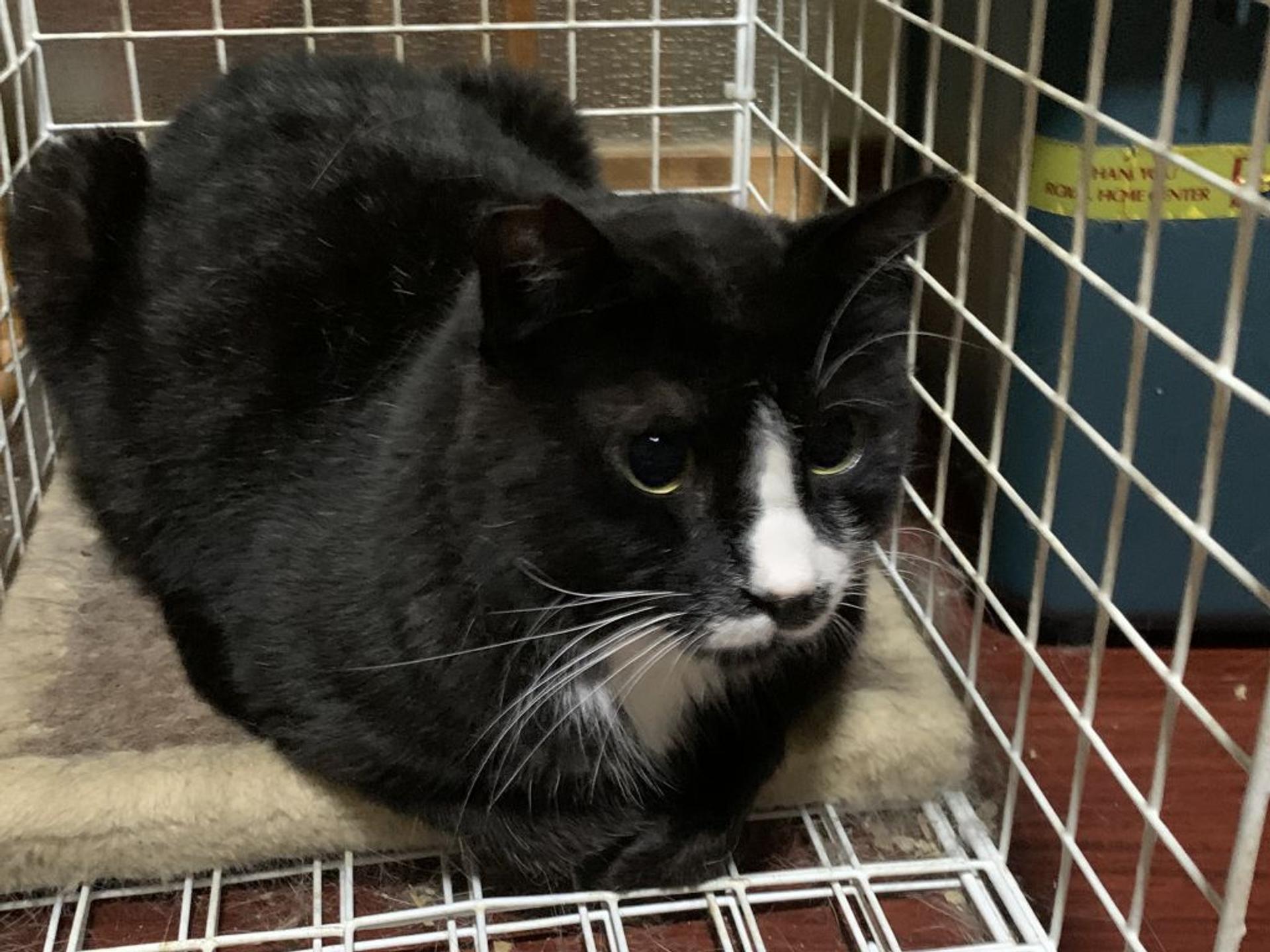 pet-image-2