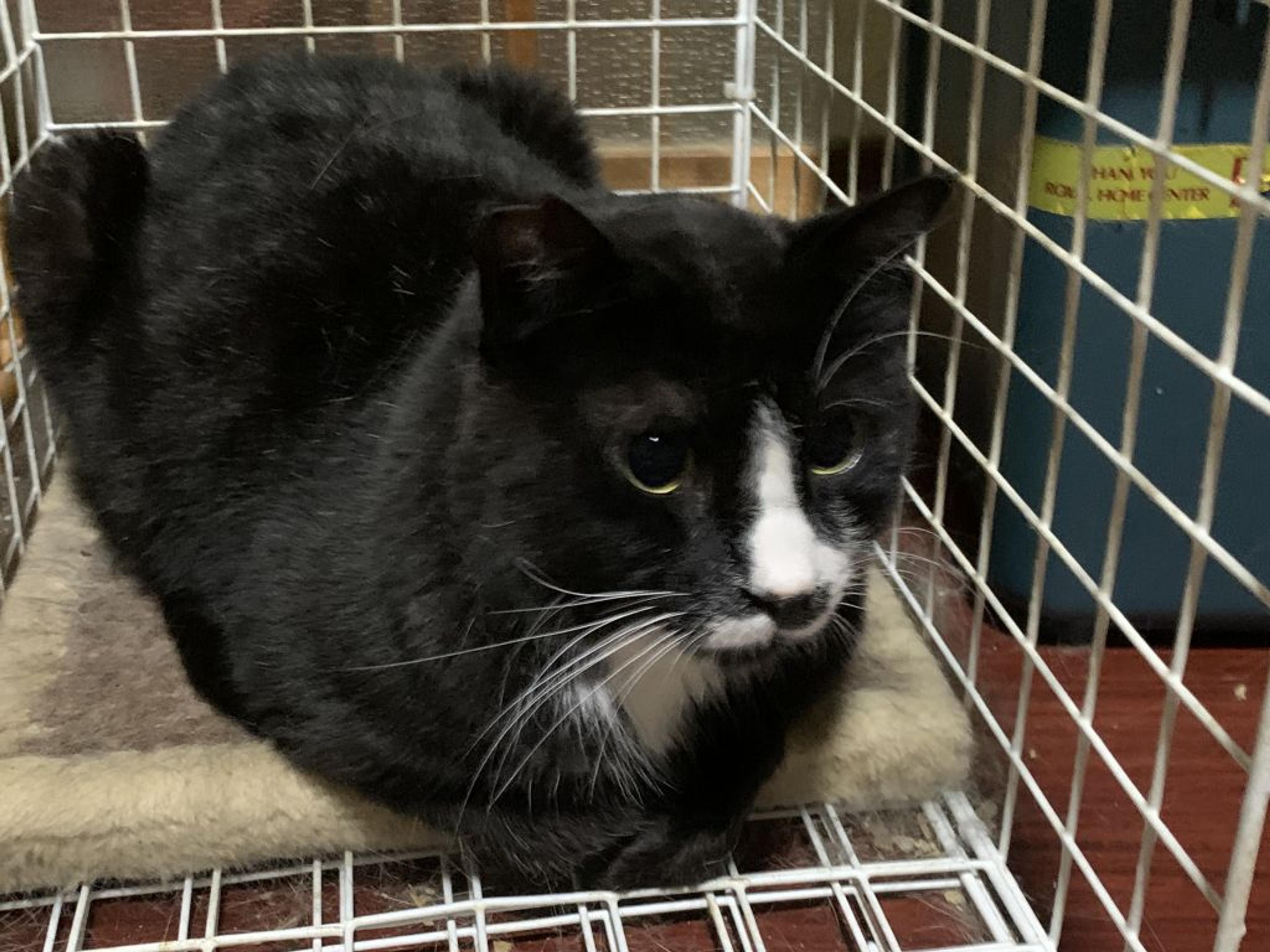 pet-image-2