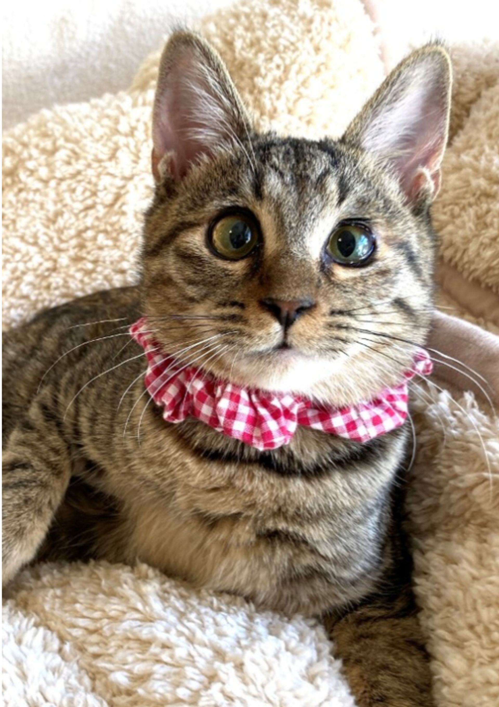 雑種（ミックス猫）・メスの里親募集の写真