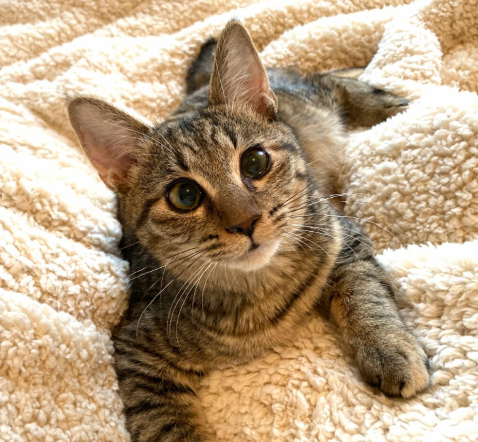 pet-image-3