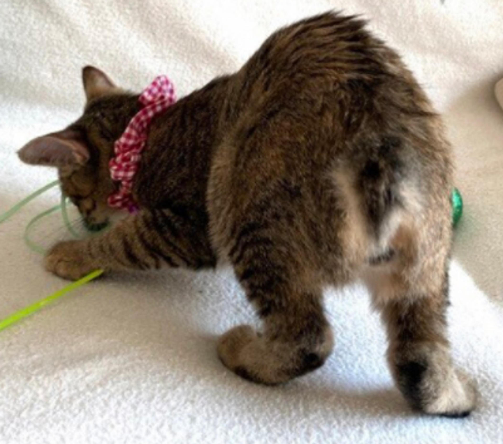 pet-image-4