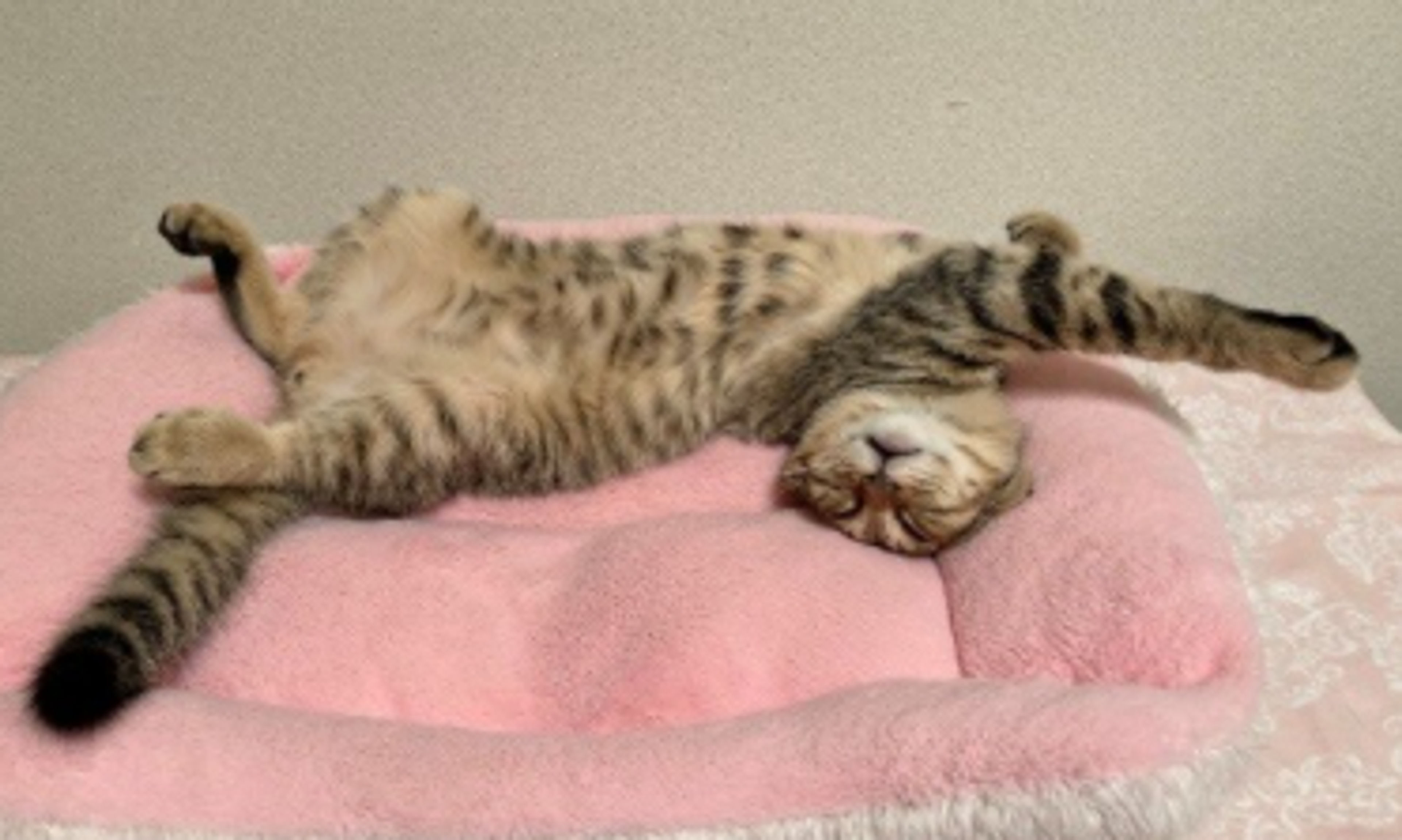 pet-image-5