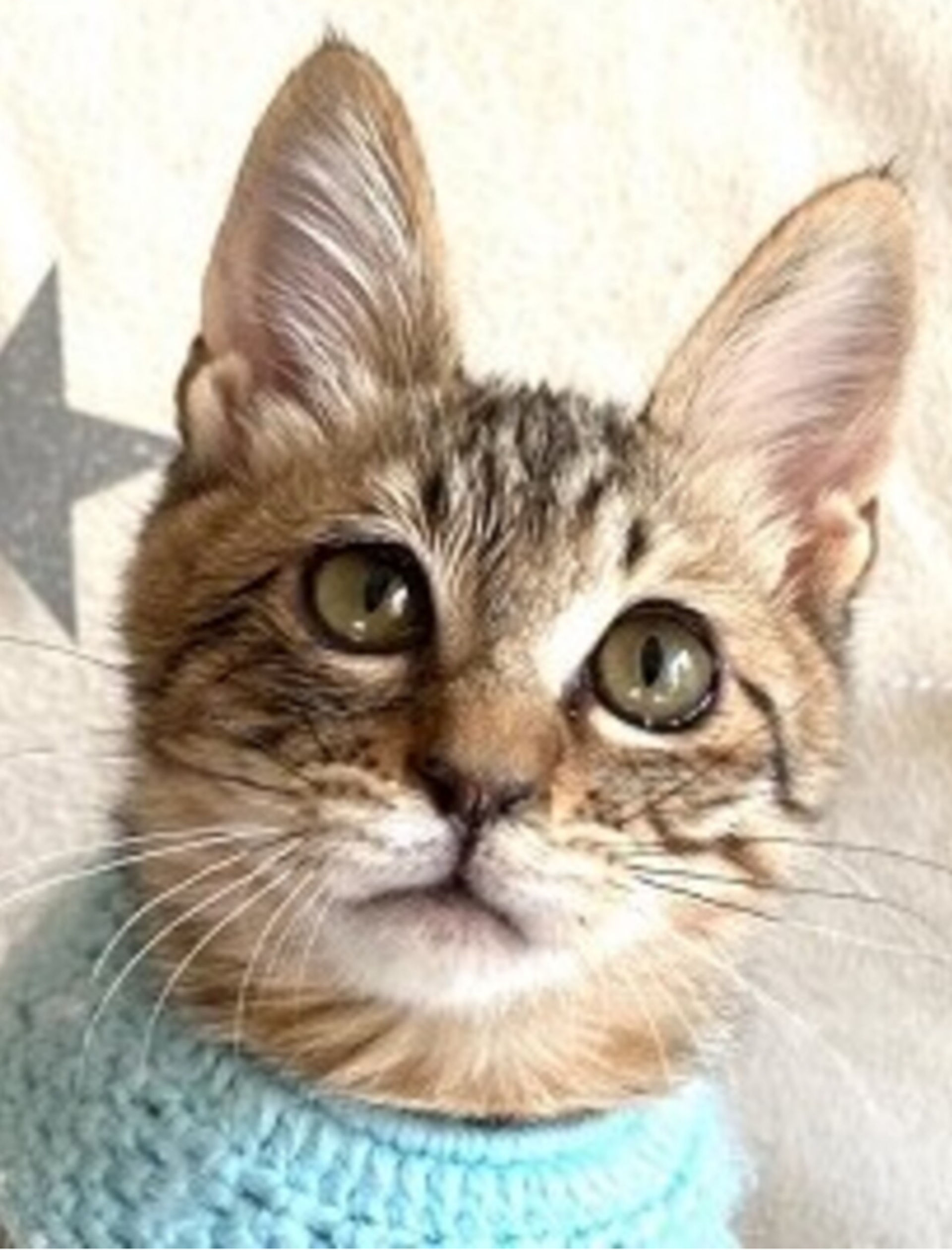 雑種（ミックス猫）・オスの里親募集の写真