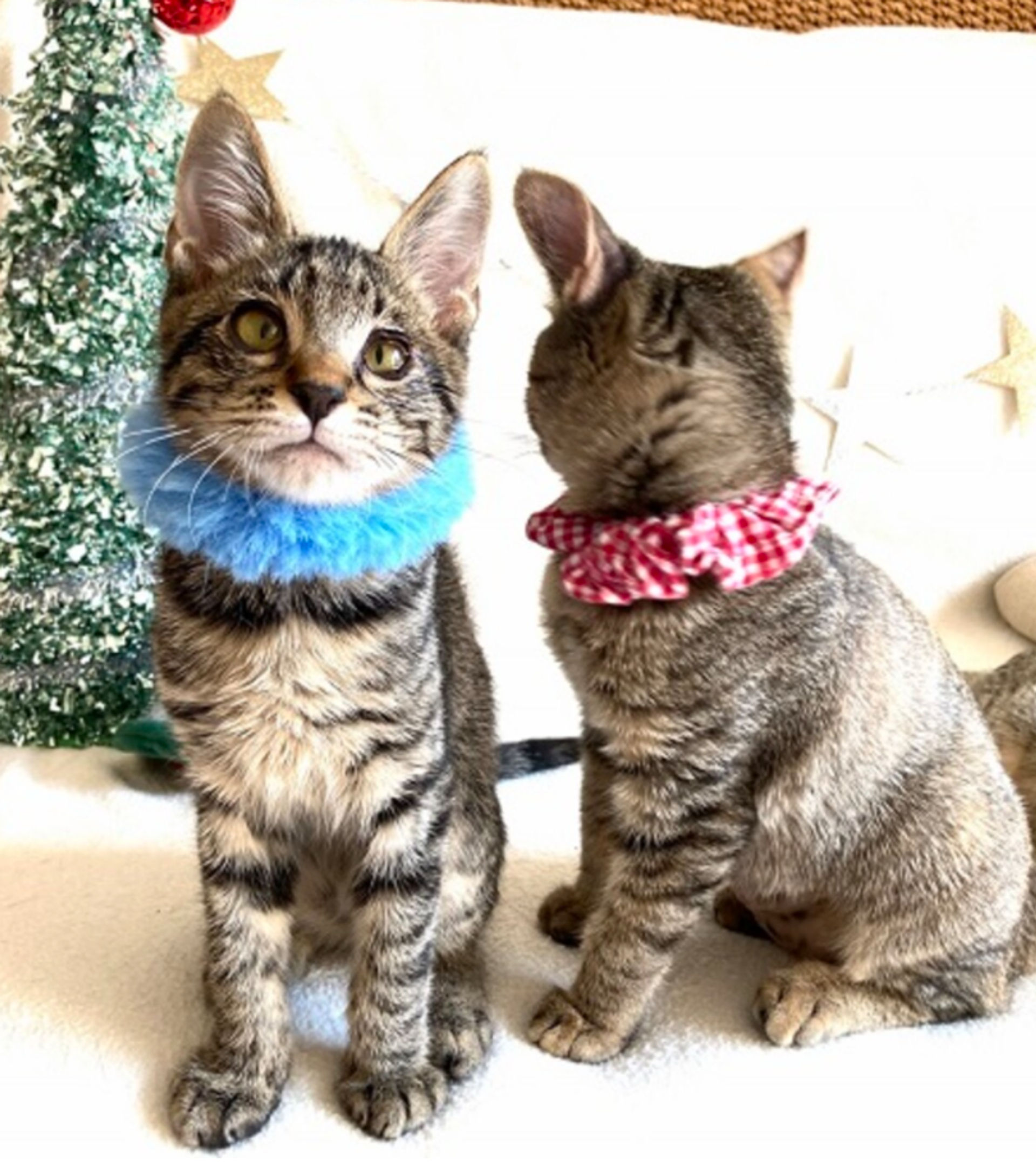 雑種（ミックス猫）・オスの里親募集の写真