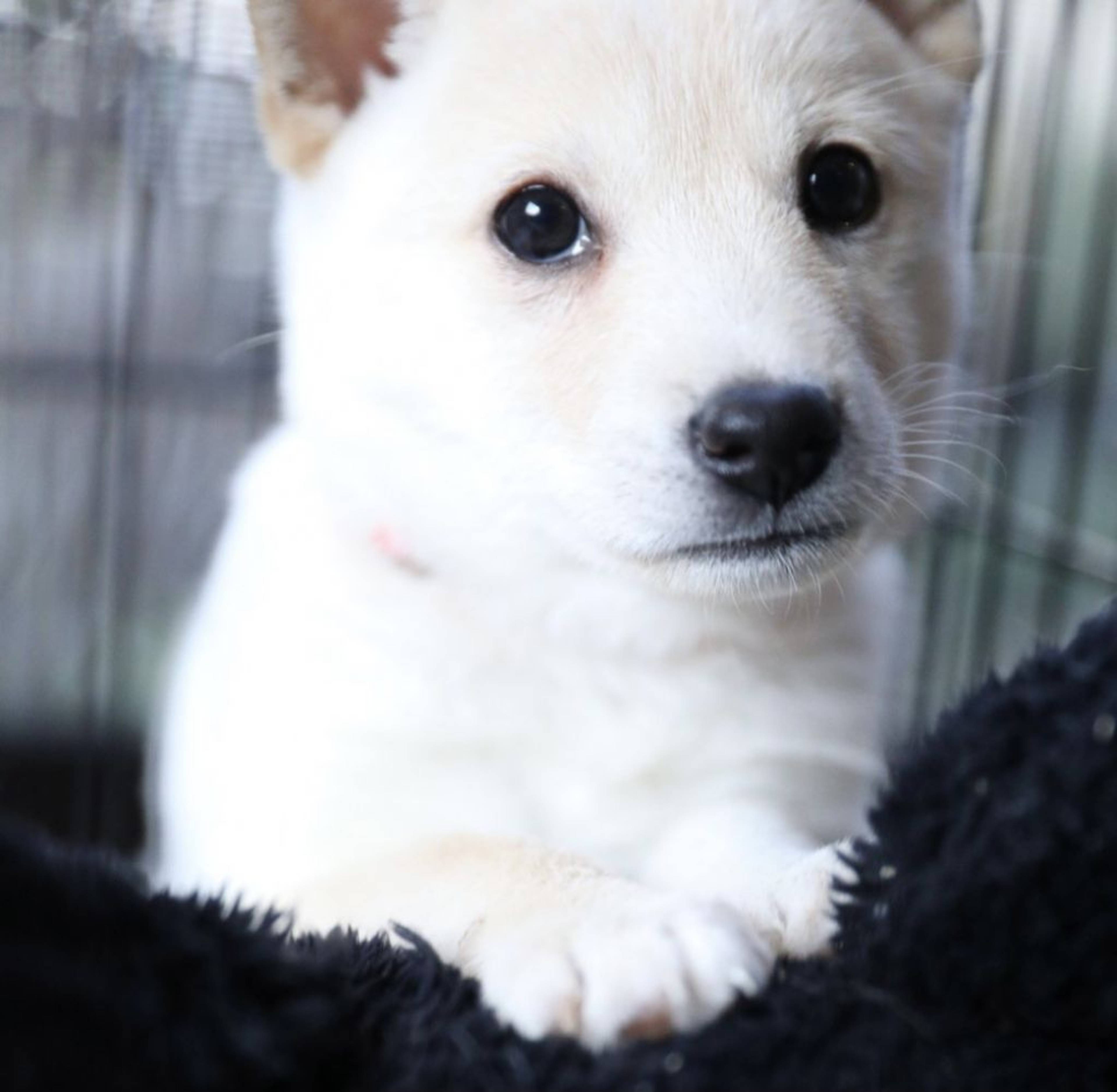 雑種（ミックス犬）・メスの里親募集の写真