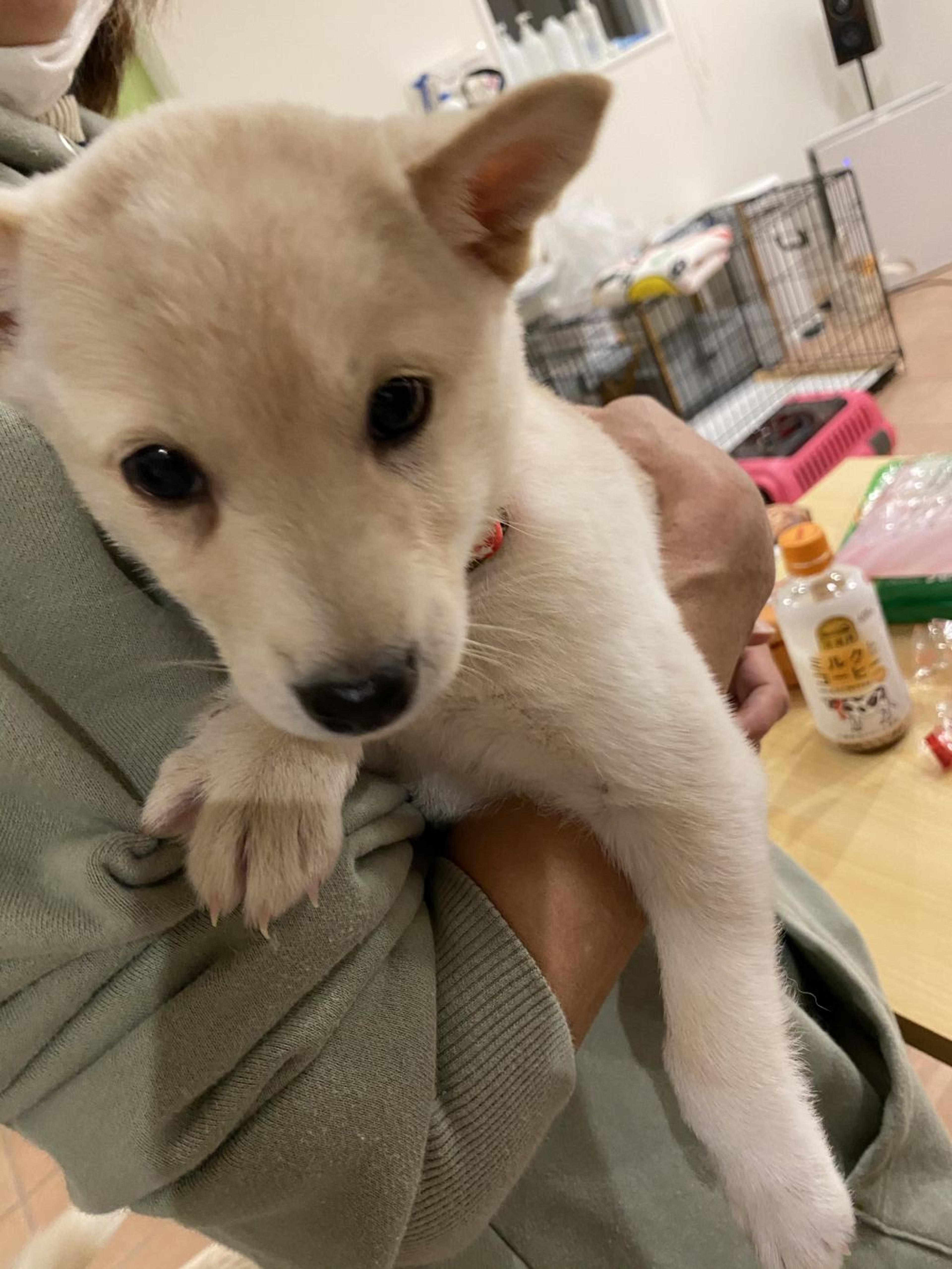 pet-image-4