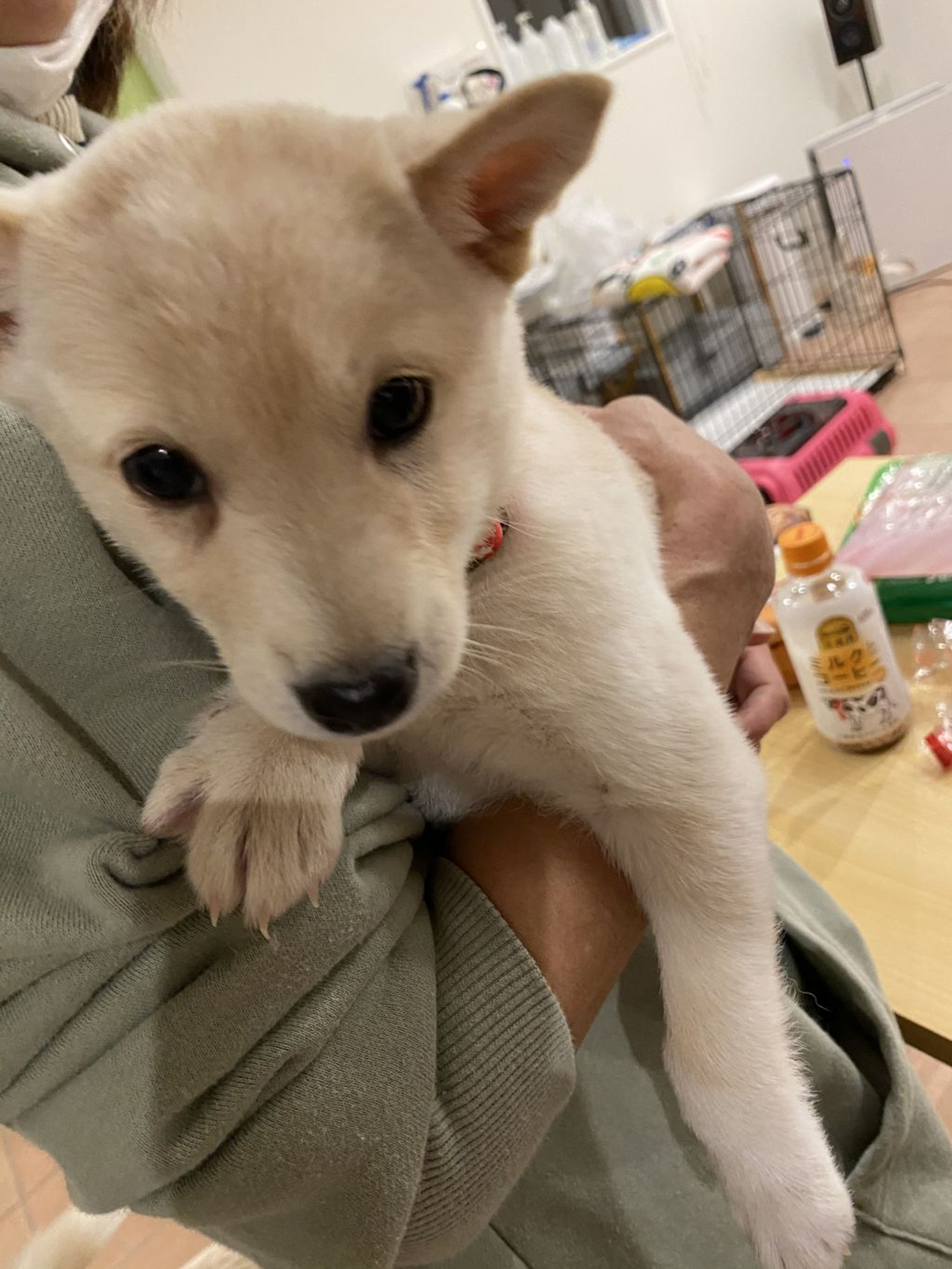 pet-image-4