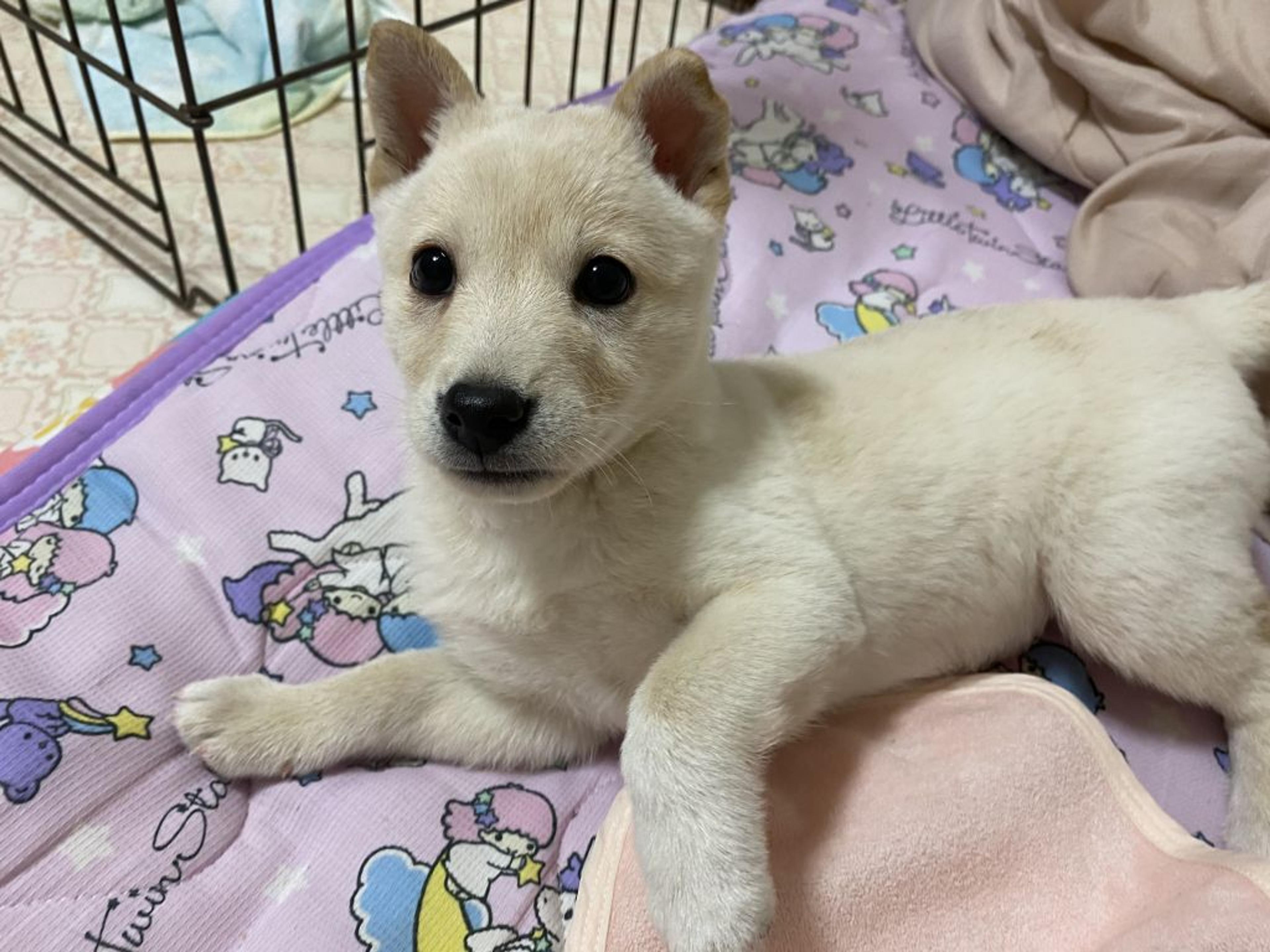 pet-image-5