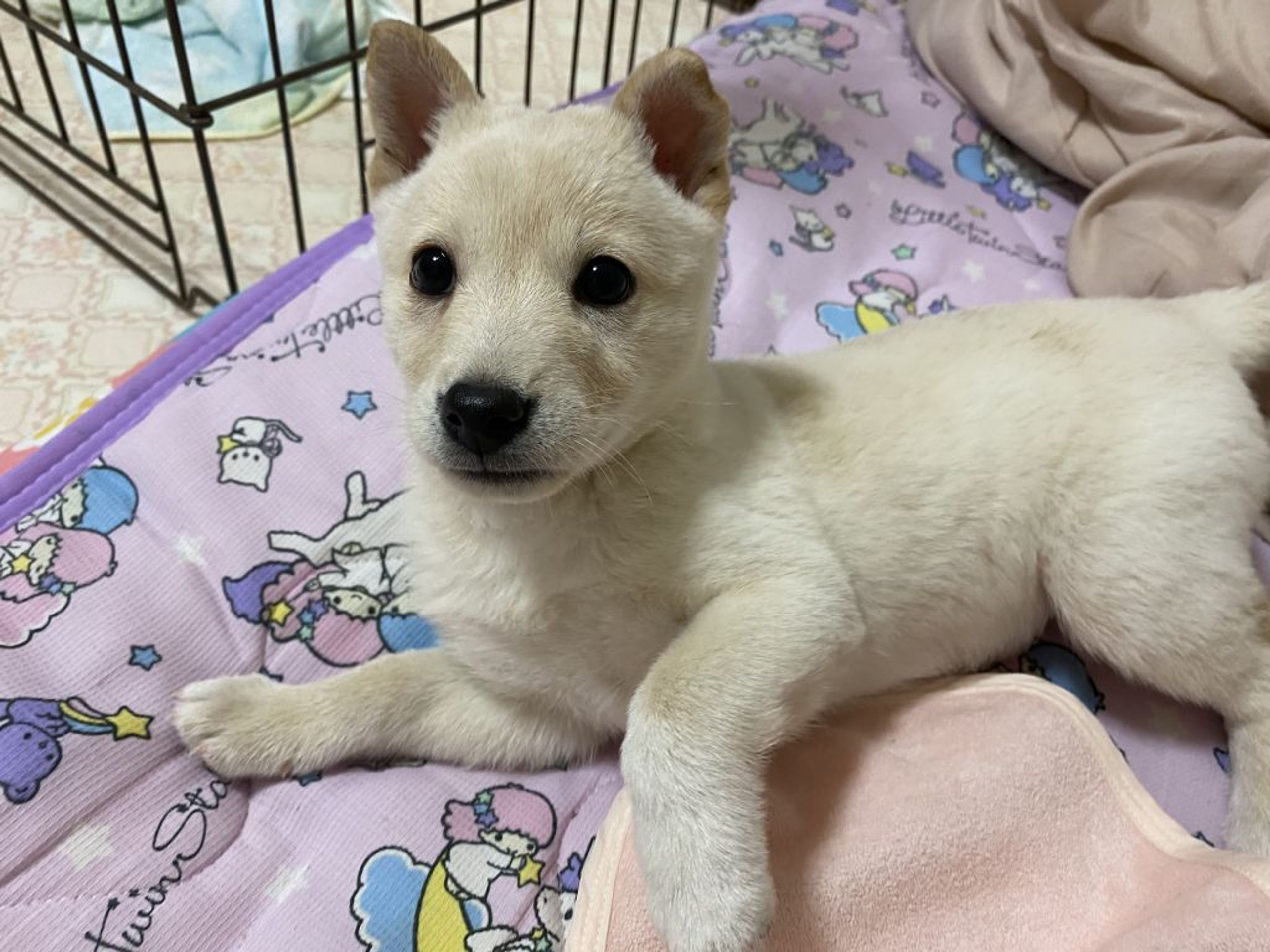 pet-image-5