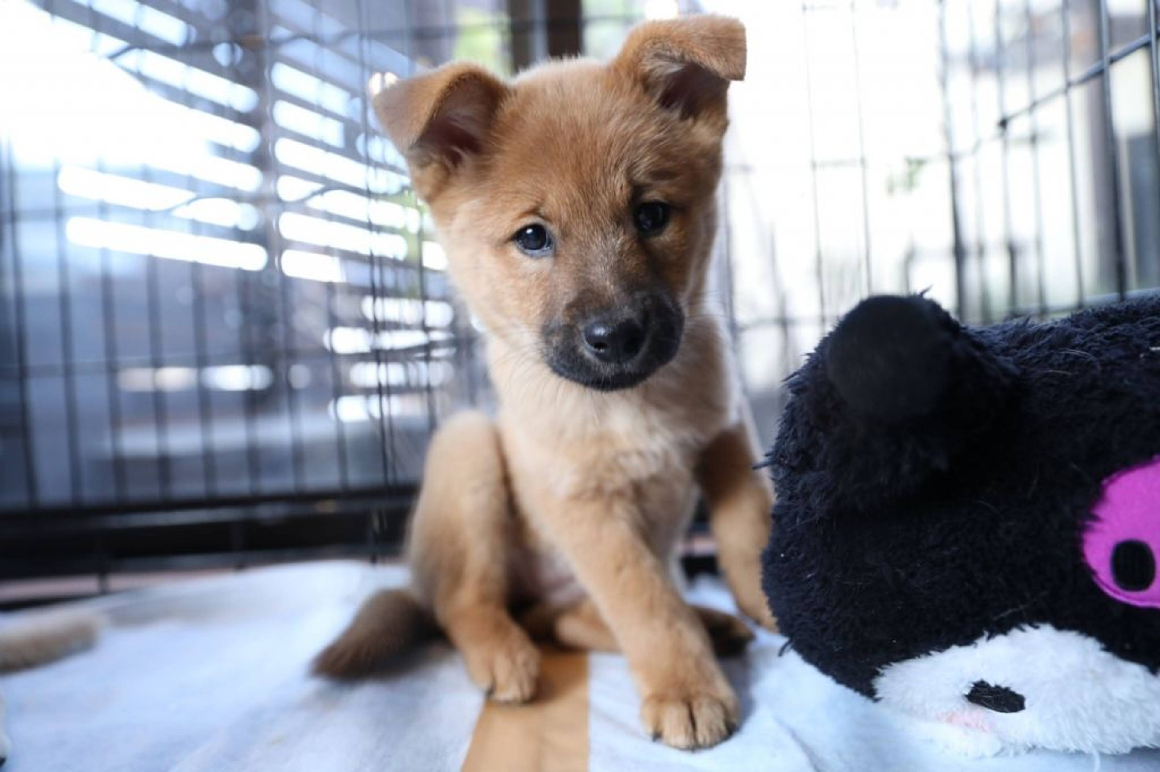 雑種（ミックス犬）・メスの里親募集の写真