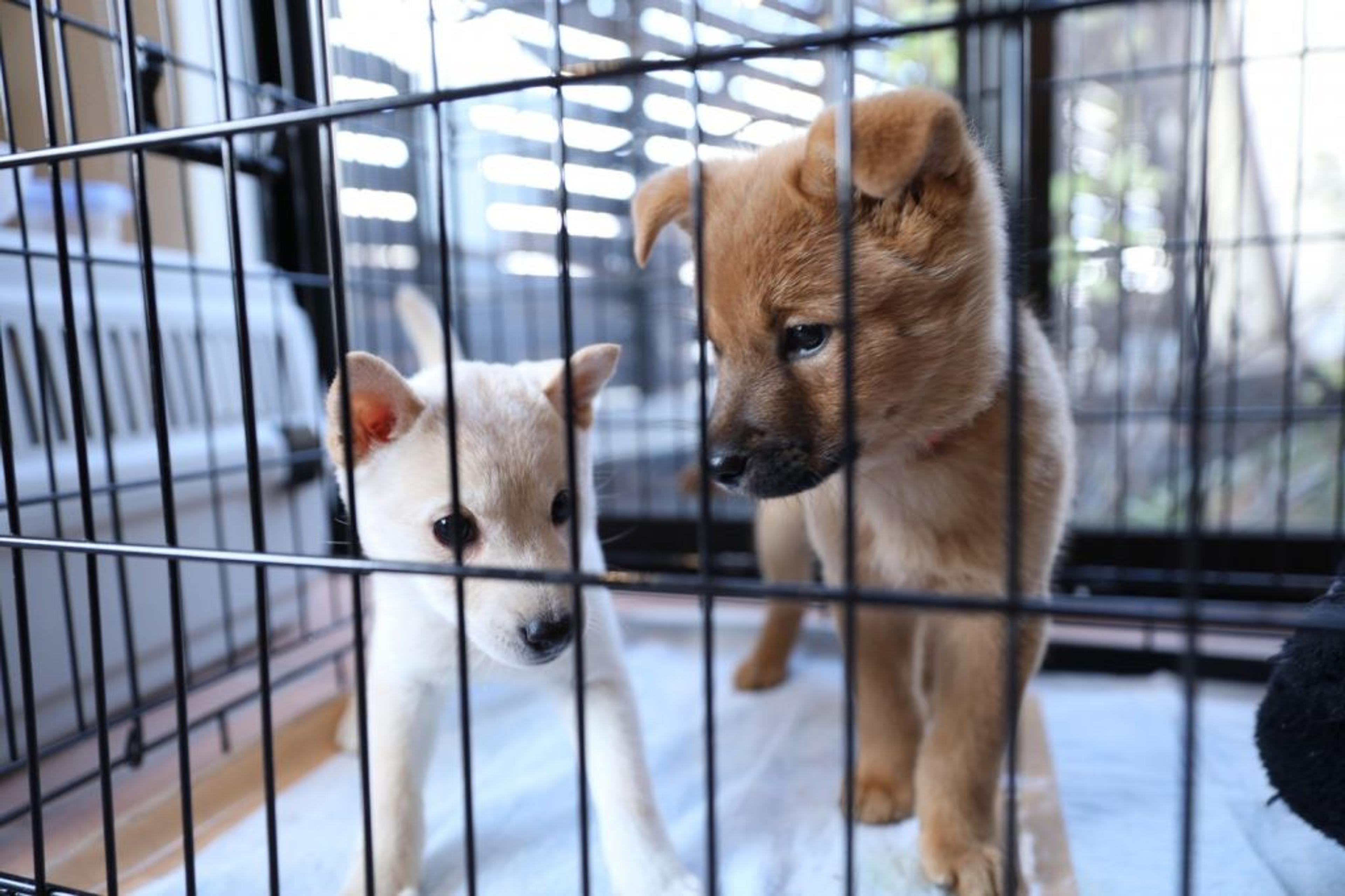 pet-image-4