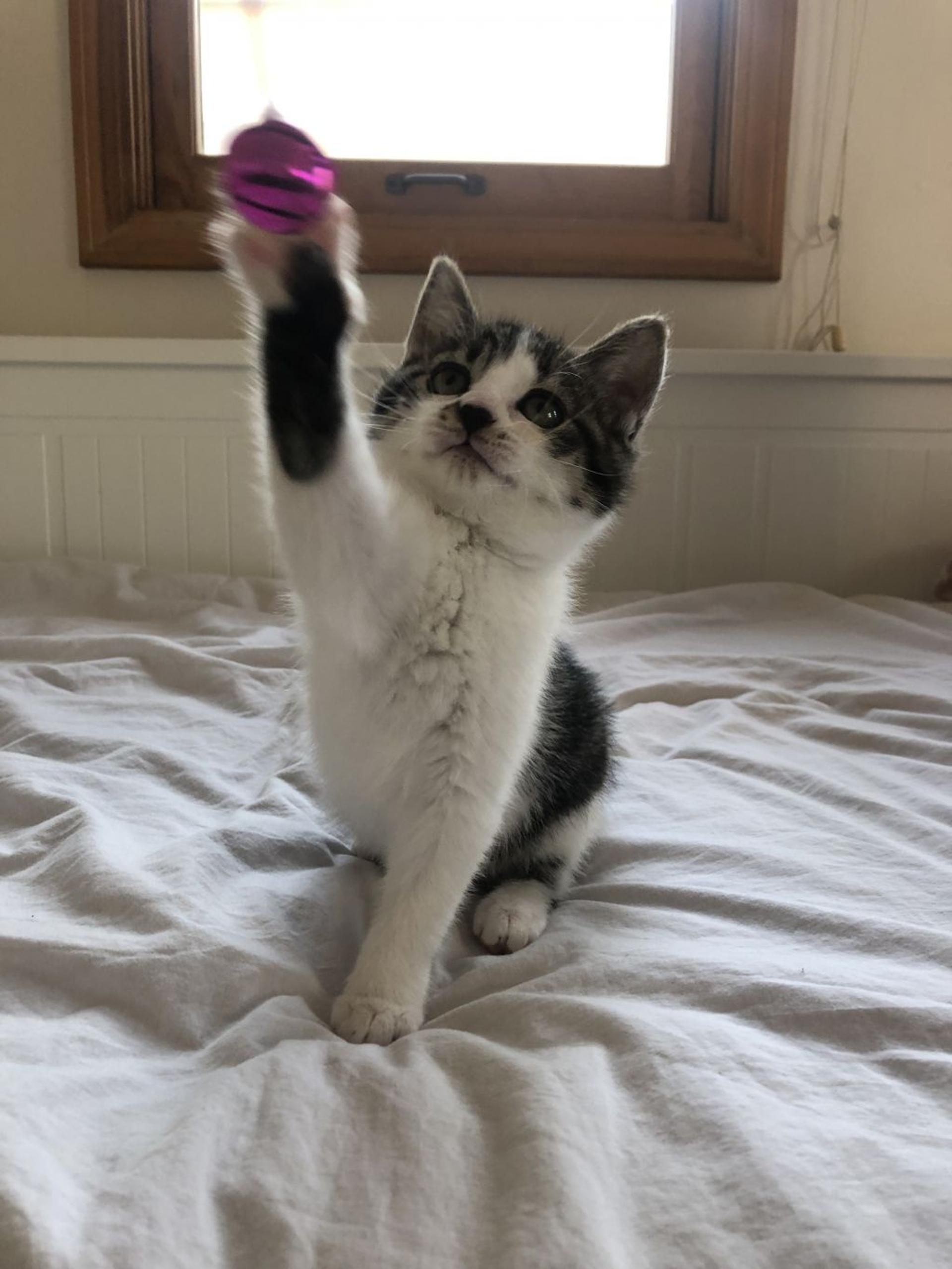 pet-image-4