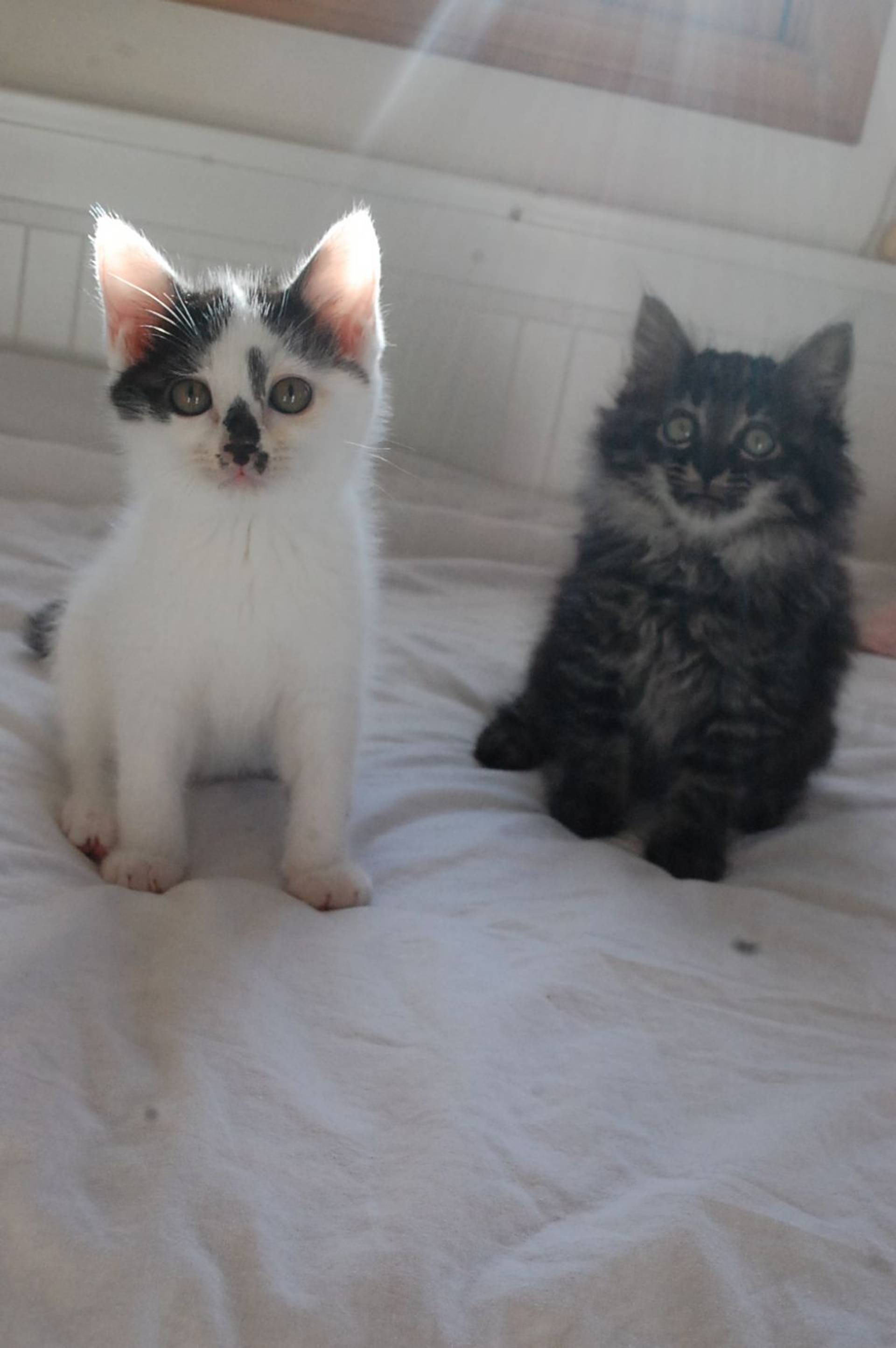 雑種（ミックス猫）・メスの里親募集の写真