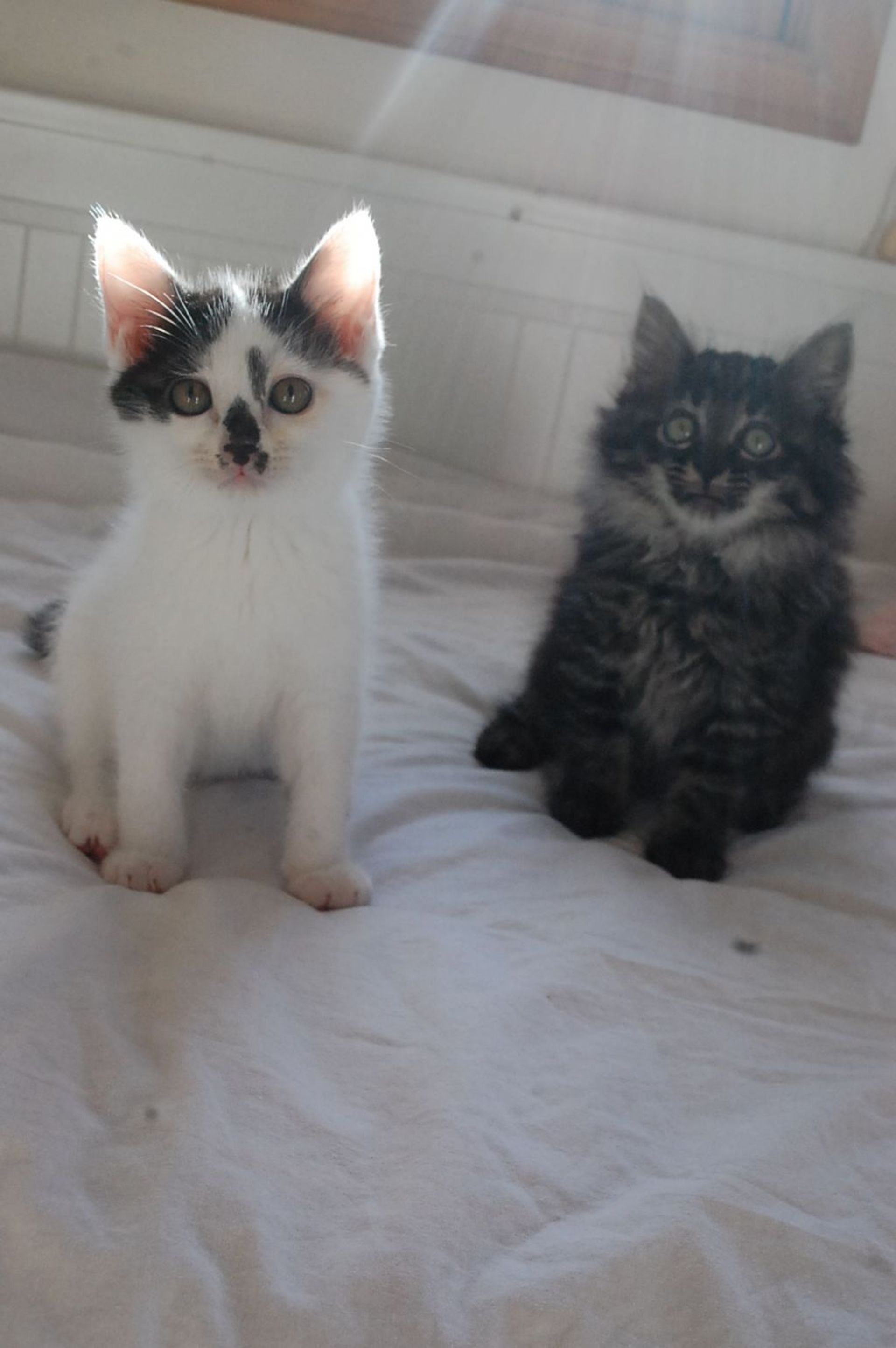 雑種（ミックス猫）・メスの里親募集の写真