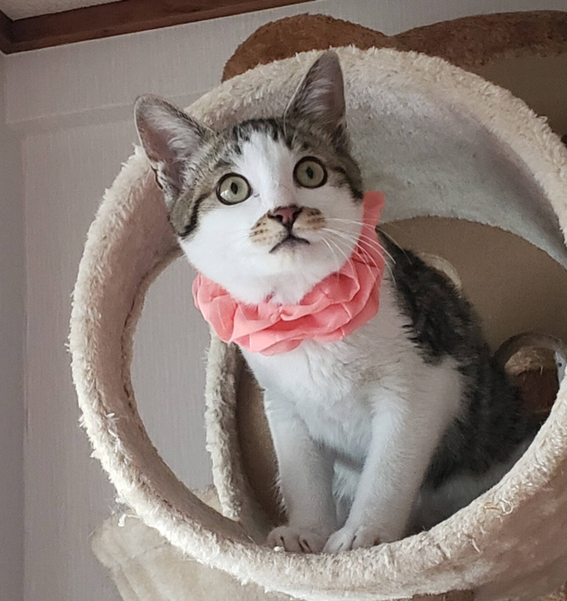 雑種（ミックス猫）・オスの里親募集の写真