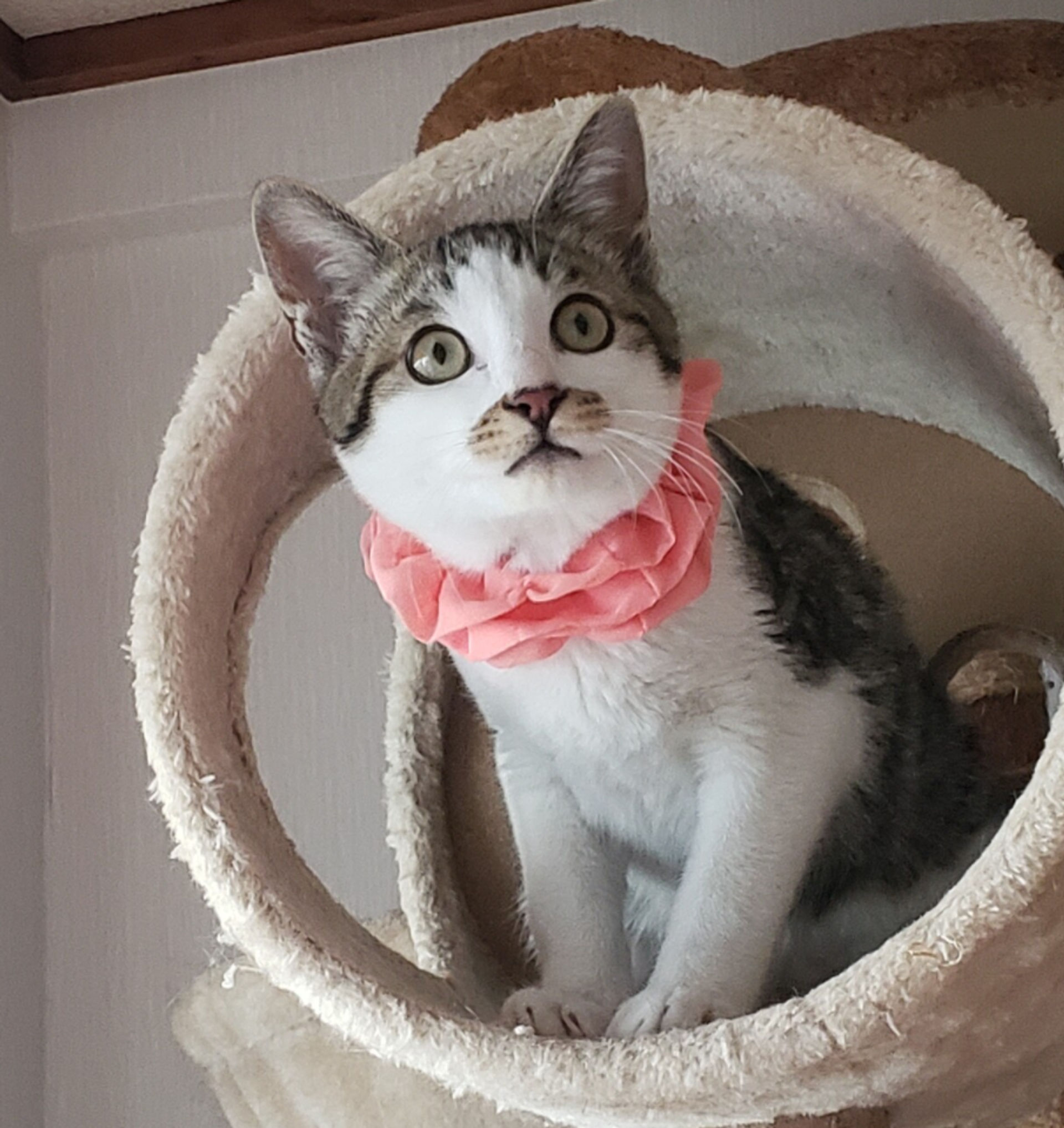 雑種（ミックス猫）・オスの里親募集の写真