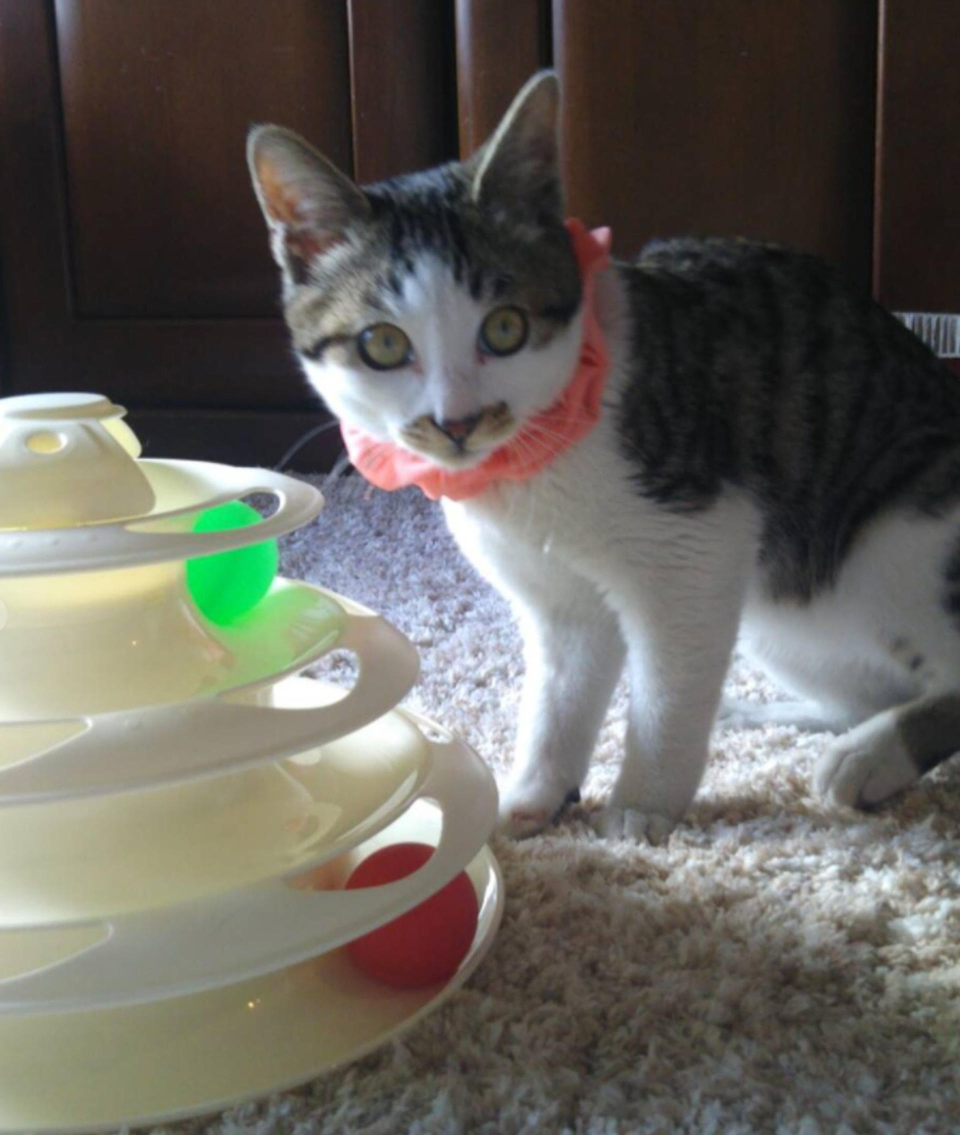 pet-image-5