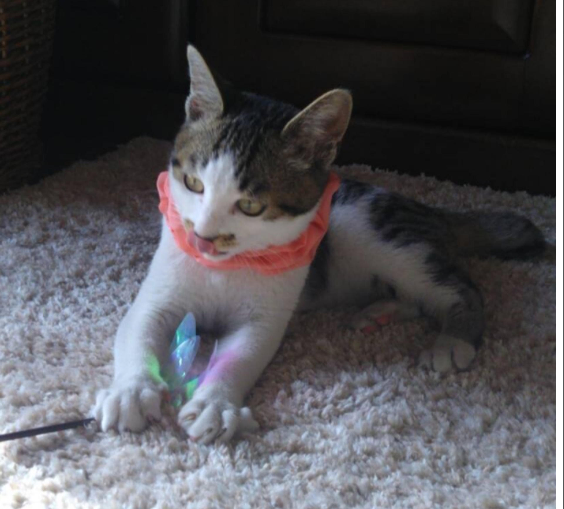 pet-image-6