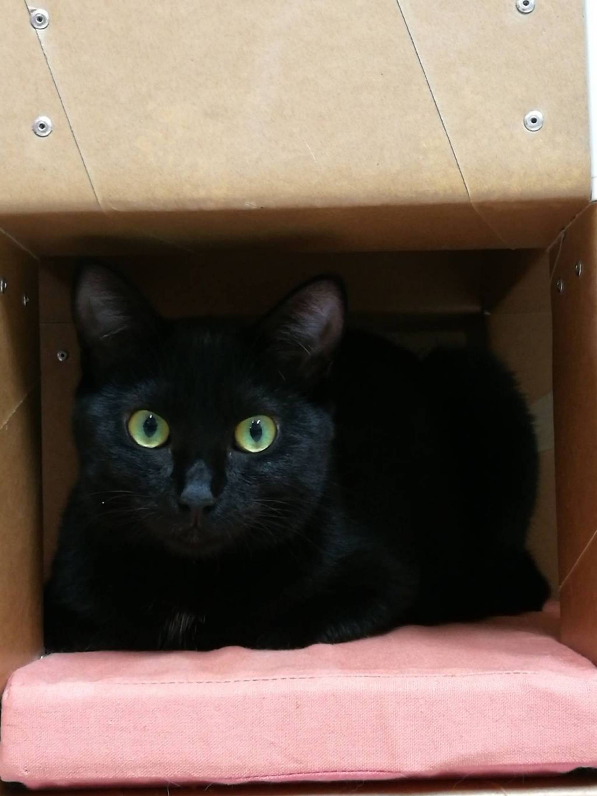 雑種（ミックス猫）・メスの里親募集の写真