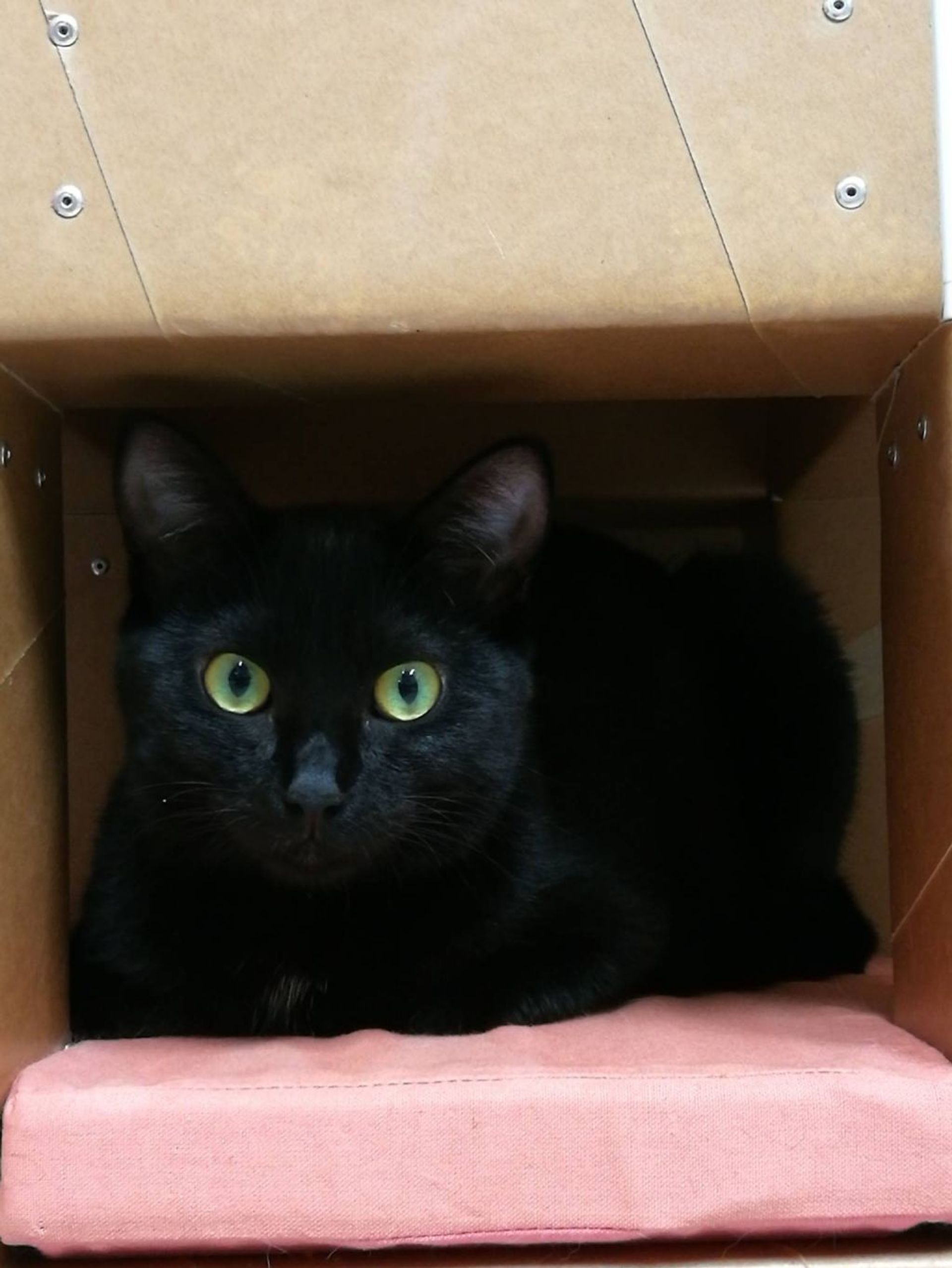雑種（ミックス猫）・メスの里親募集の写真