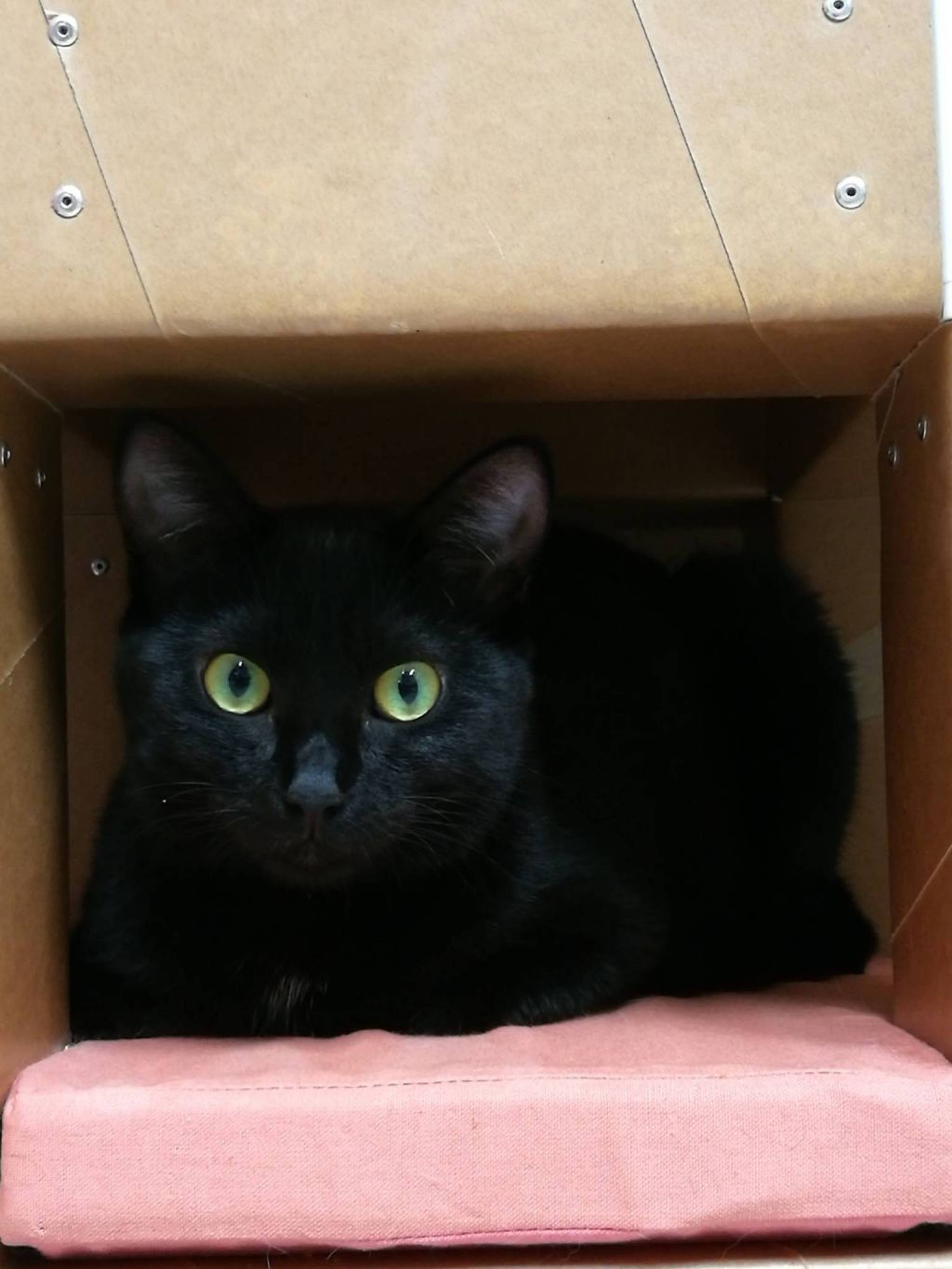 雑種（ミックス猫）・メスの里親募集の写真