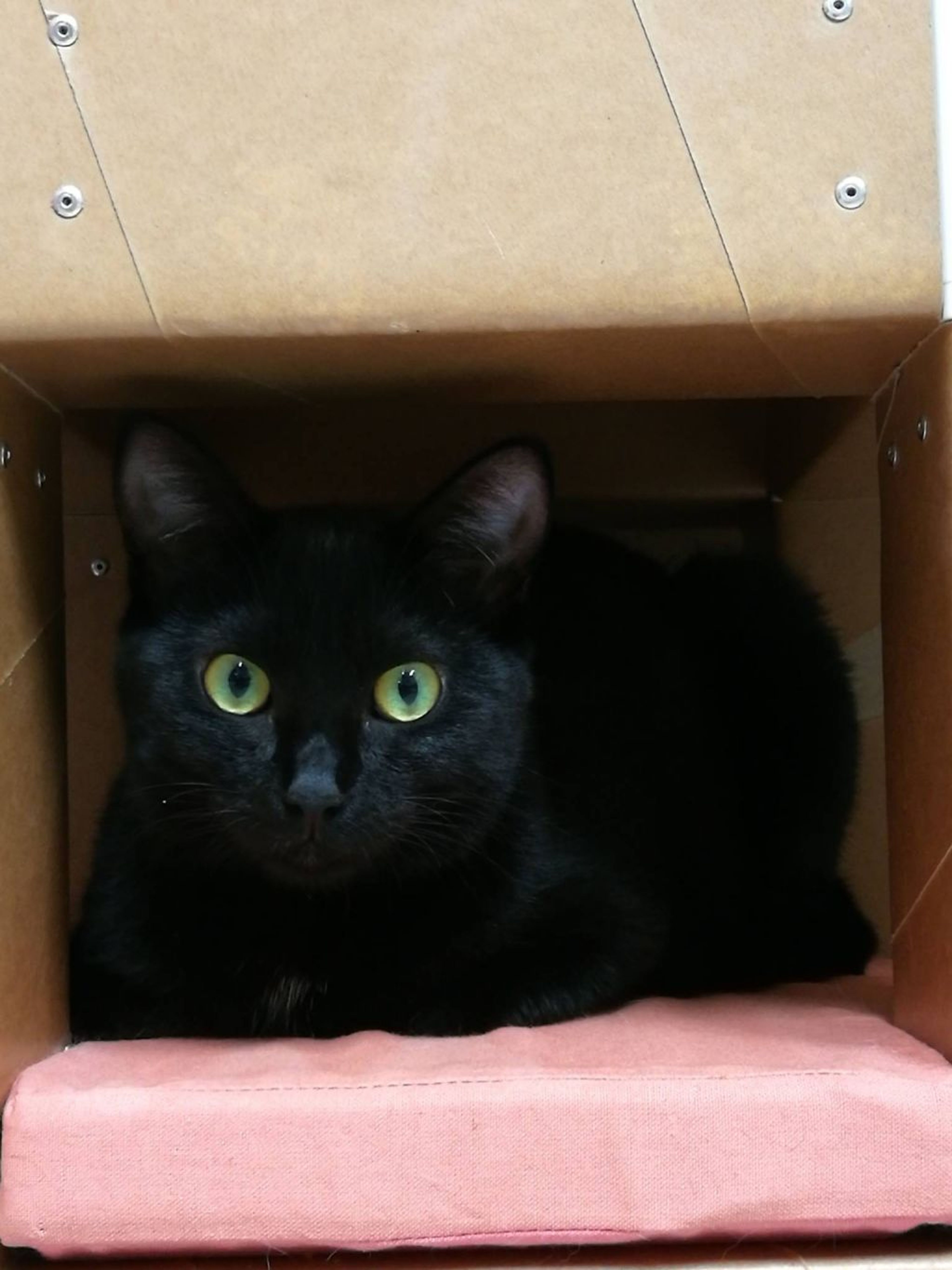 雑種（ミックス猫）・メスの里親募集の写真