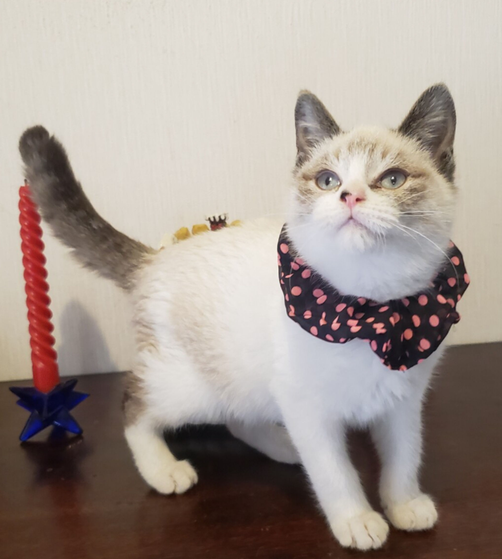 雑種（ミックス猫）・オスの里親募集の写真