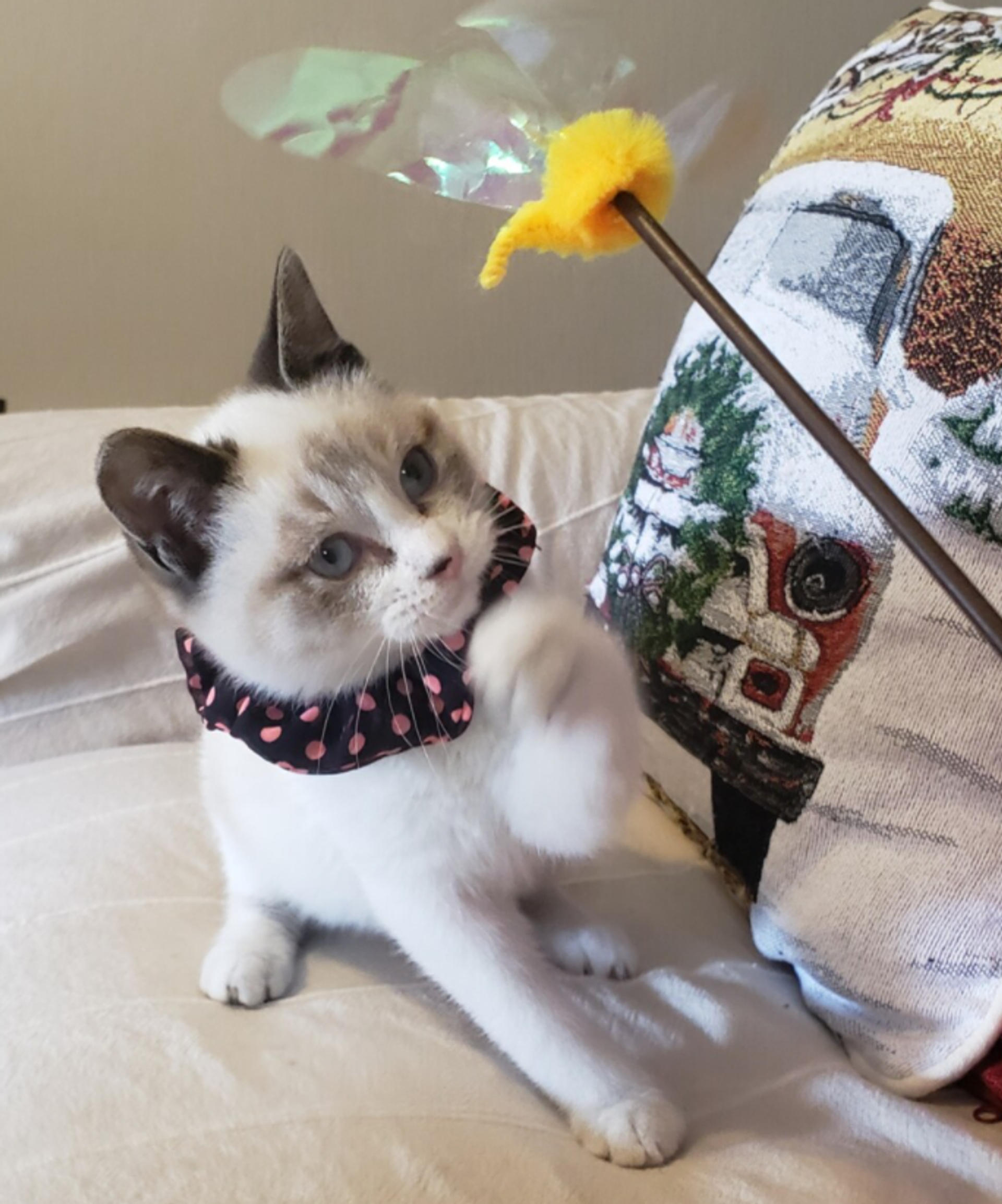 pet-image-3