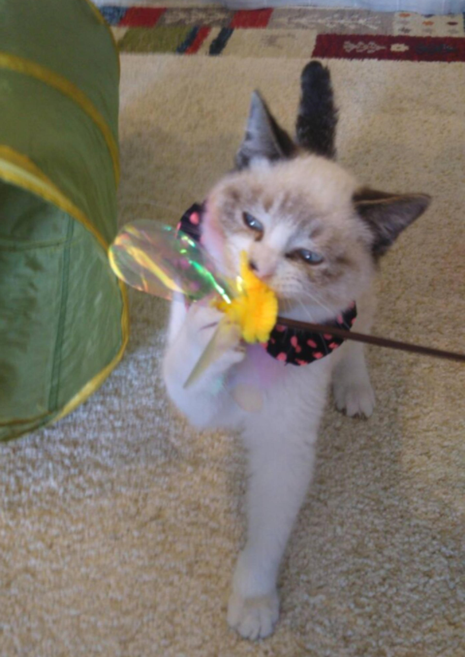 pet-image-4