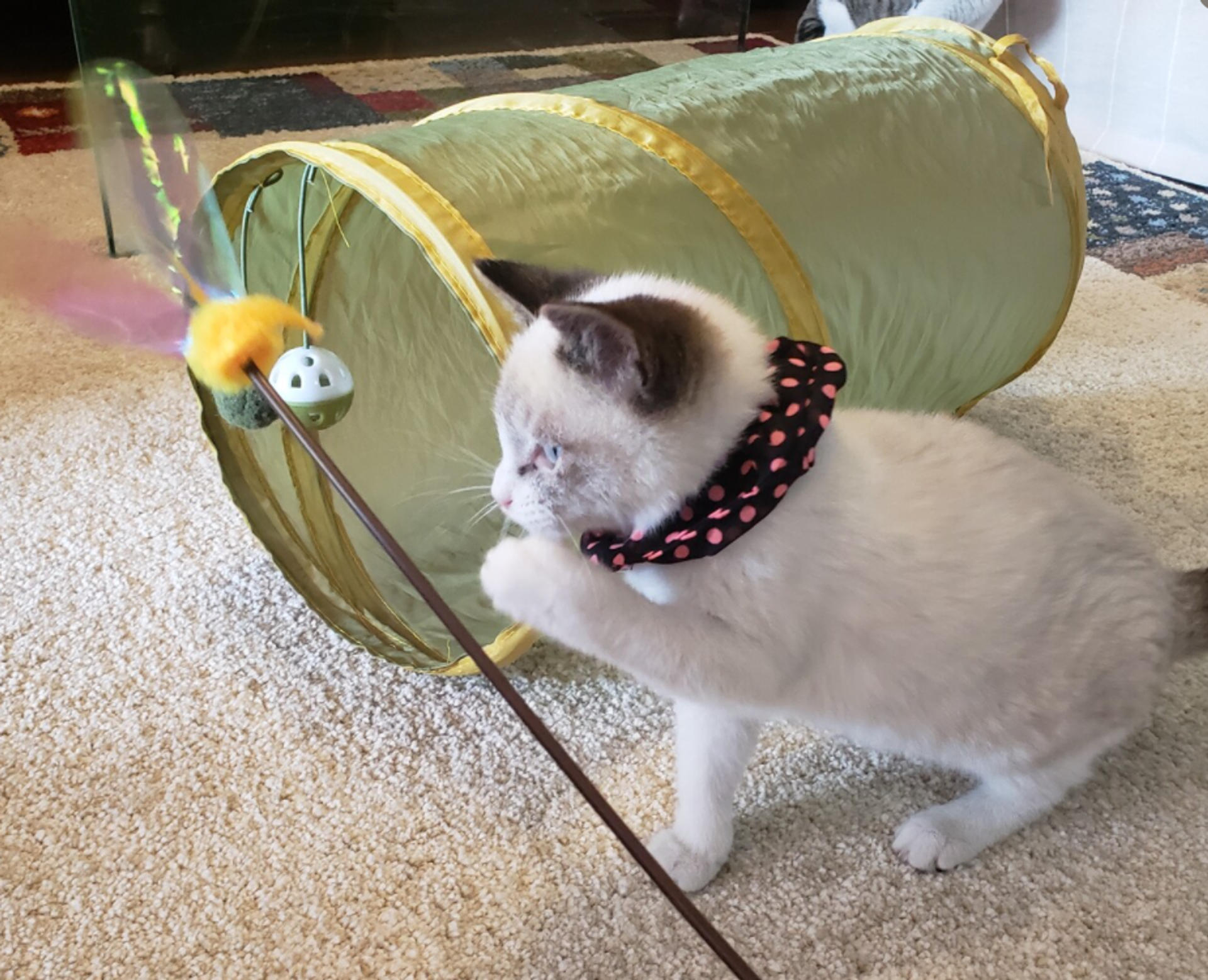 pet-image-6