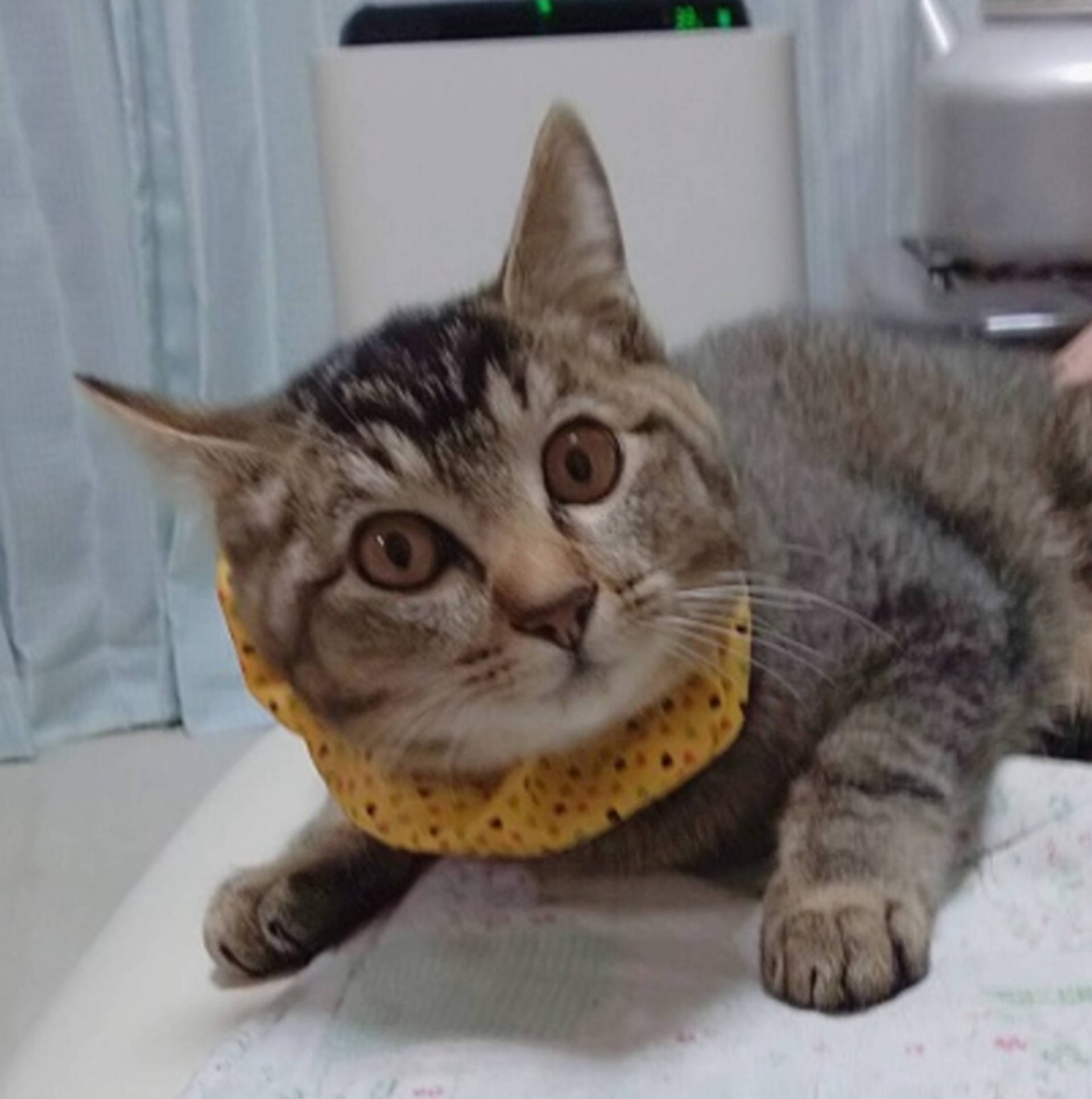 雑種（ミックス猫）・オスの里親募集の写真