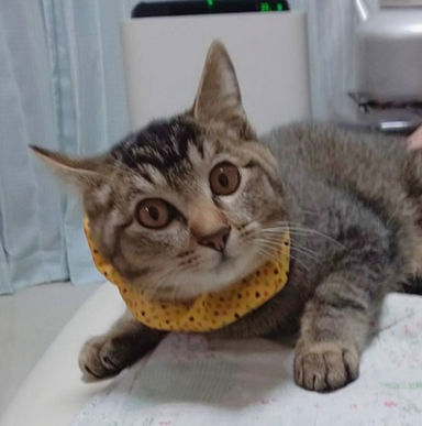 くりくんの写真