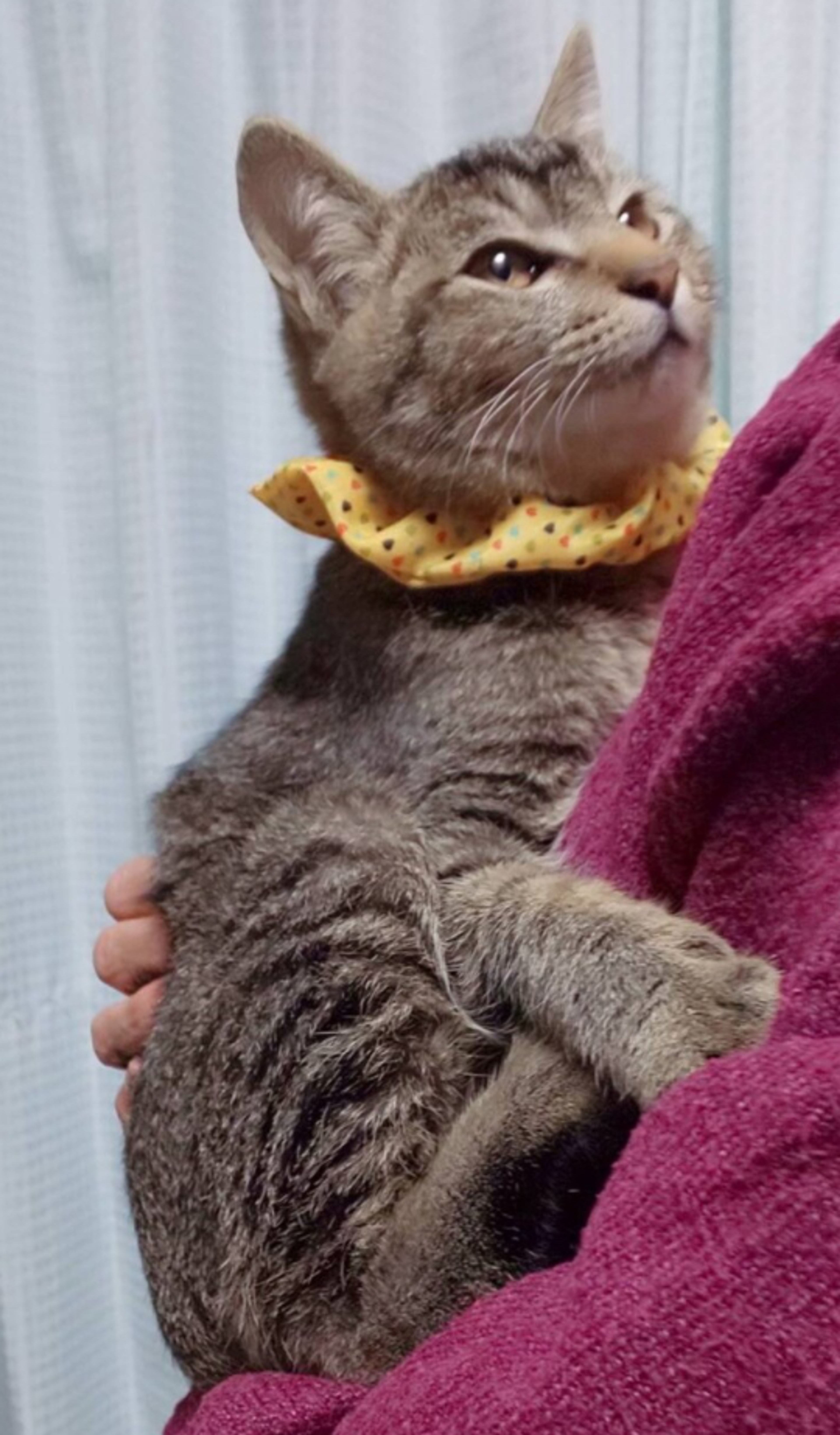 pet-image-2