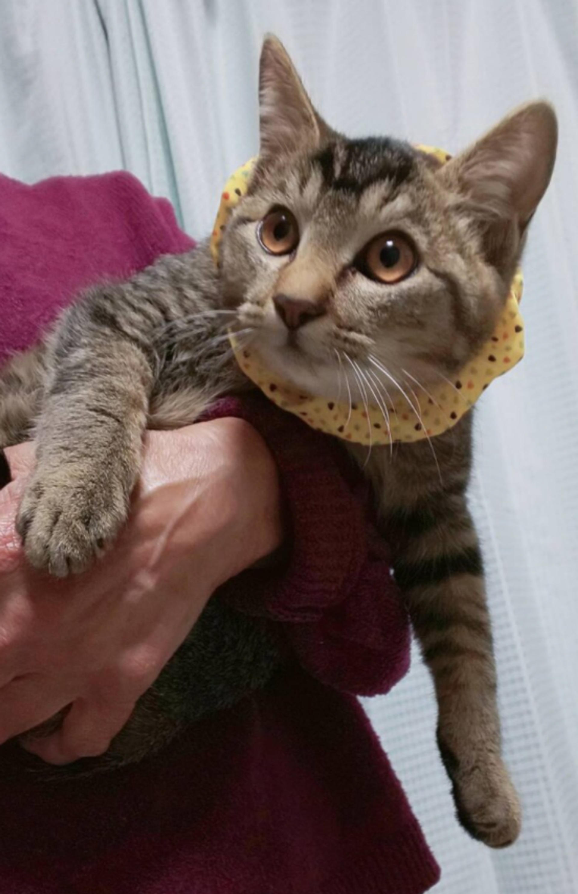 pet-image-4