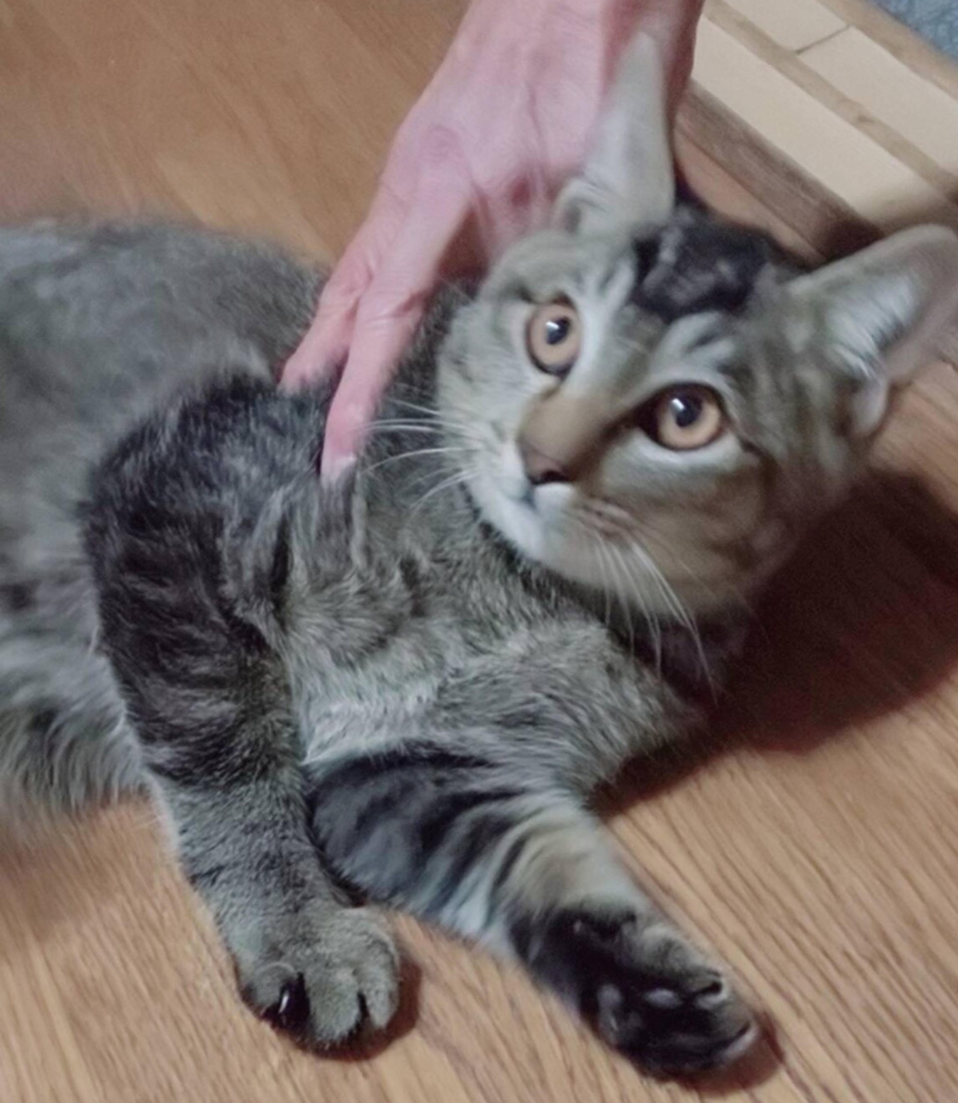 pet-image-6