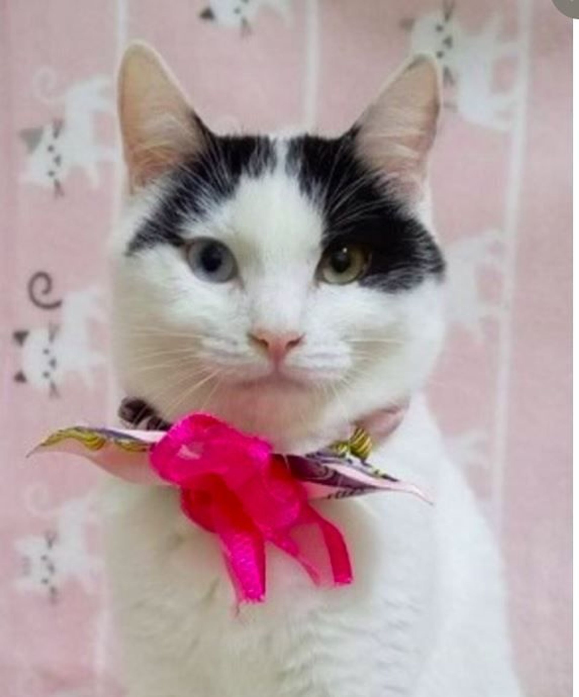 雑種（ミックス猫）・メスの里親募集の写真