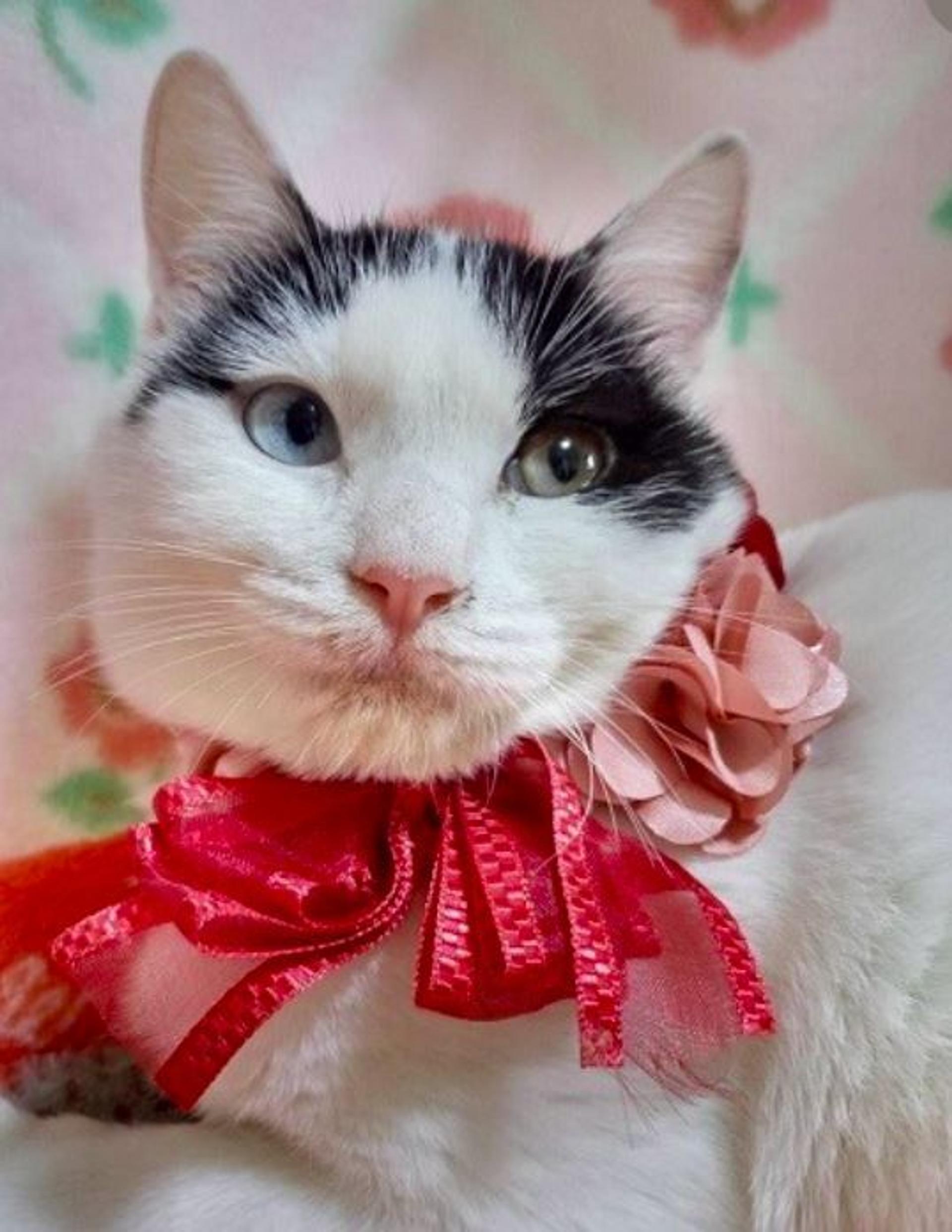 pet-image-4