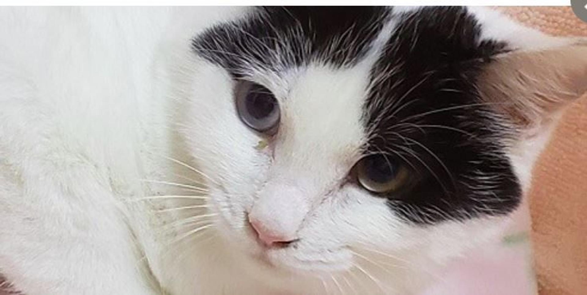 pet-image-5
