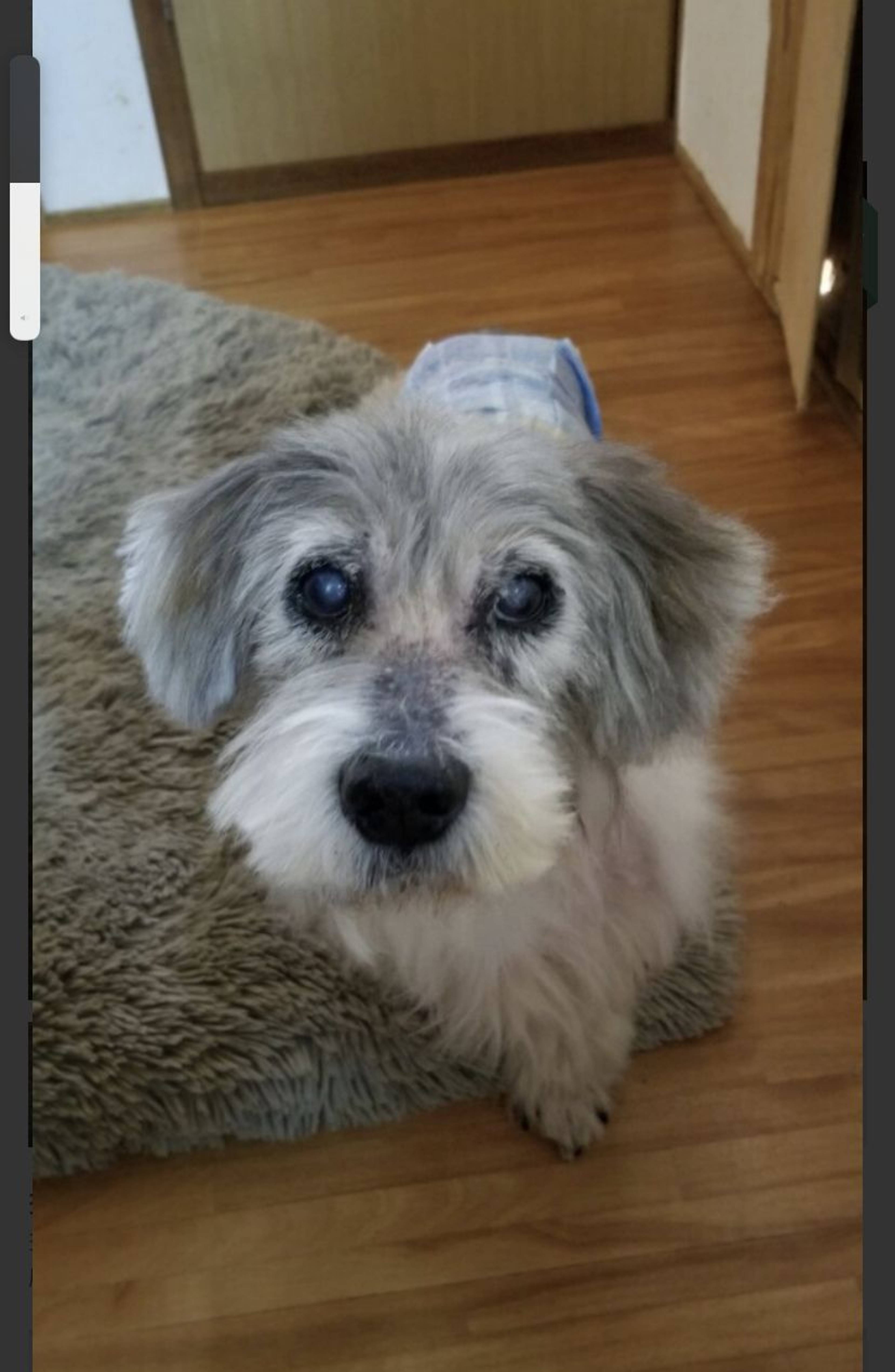 雑種（ミックス犬）・オスの里親募集の写真