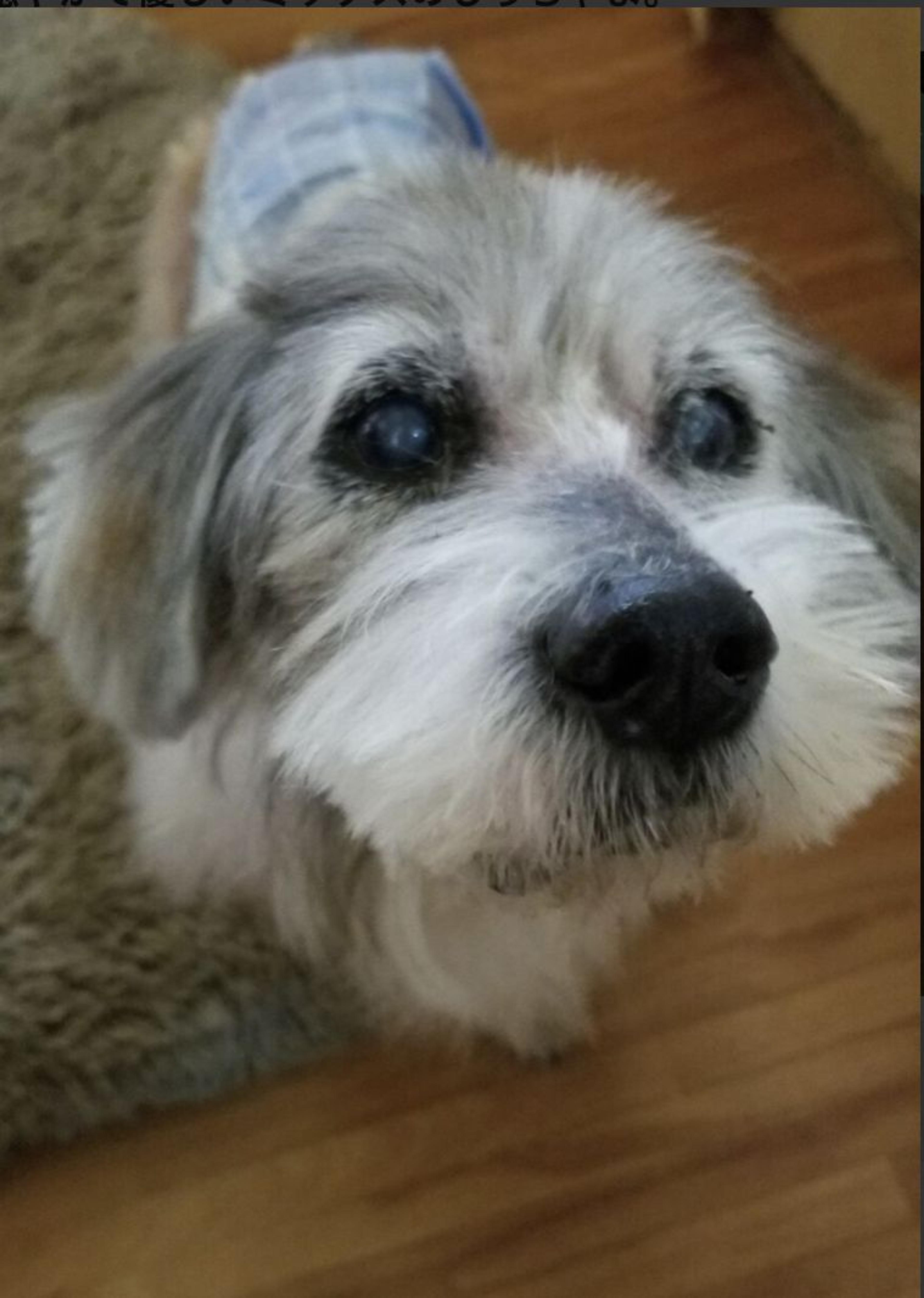 pet-image-2