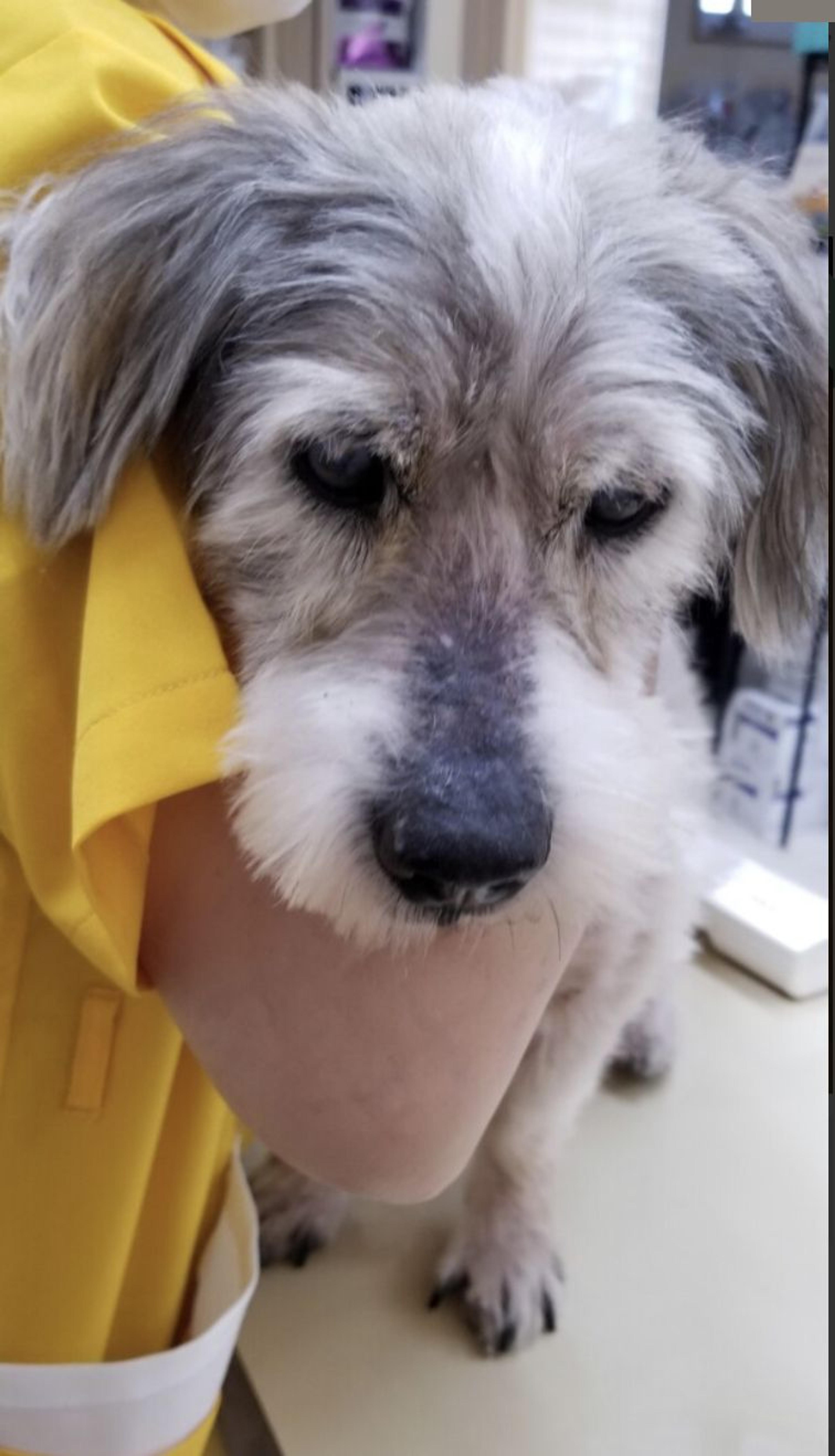 pet-image-3