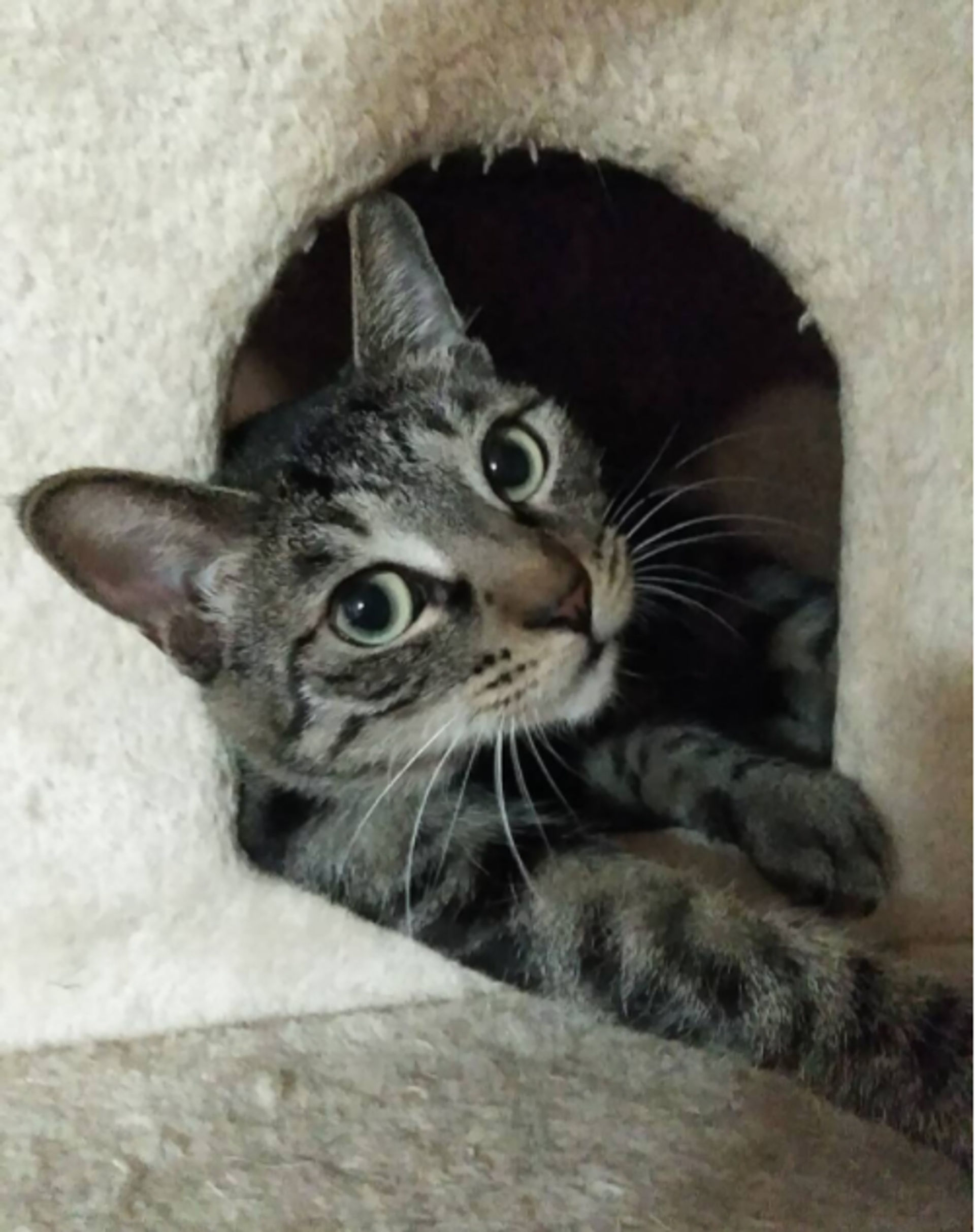 雑種（ミックス猫）・メスの里親募集の写真