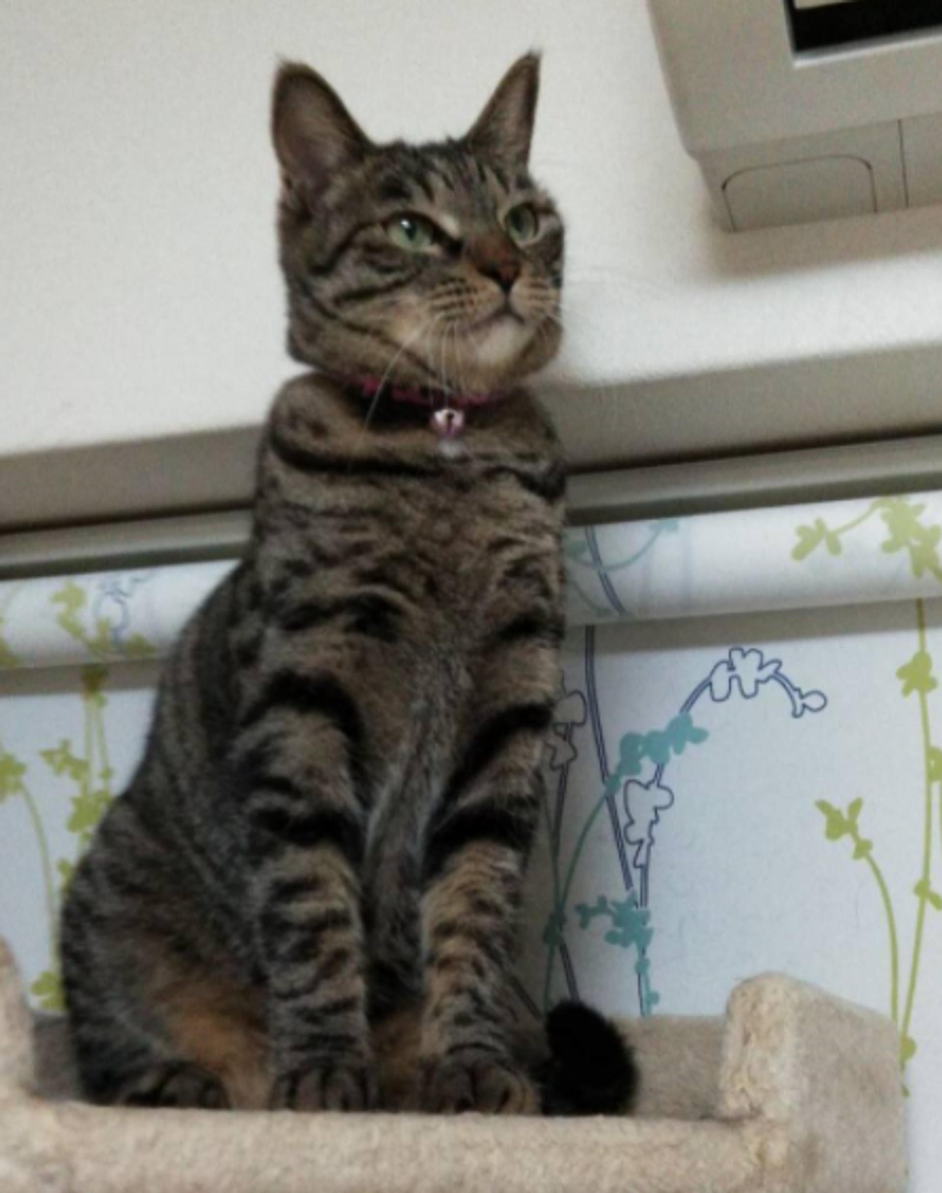 pet-image-3