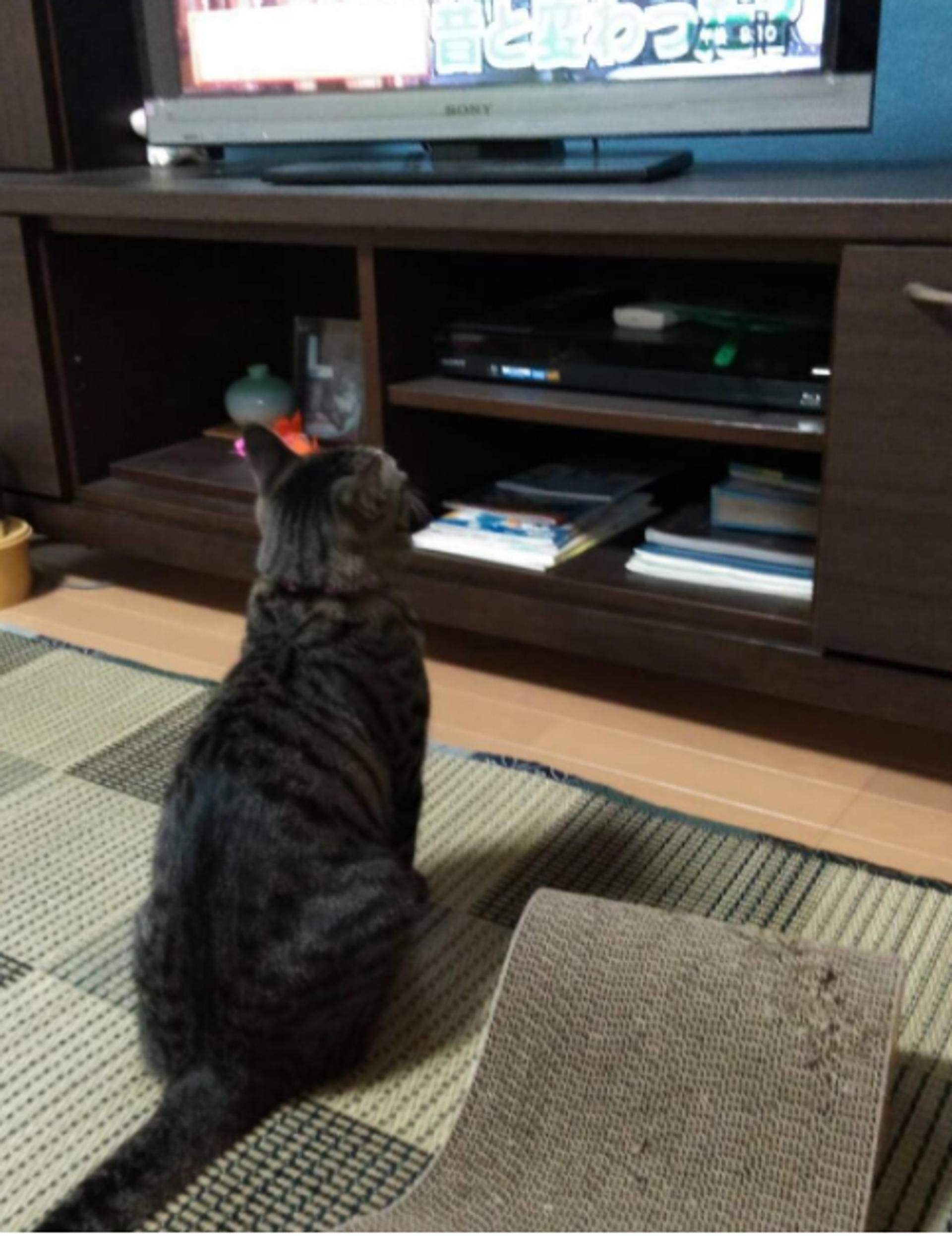 pet-image-4