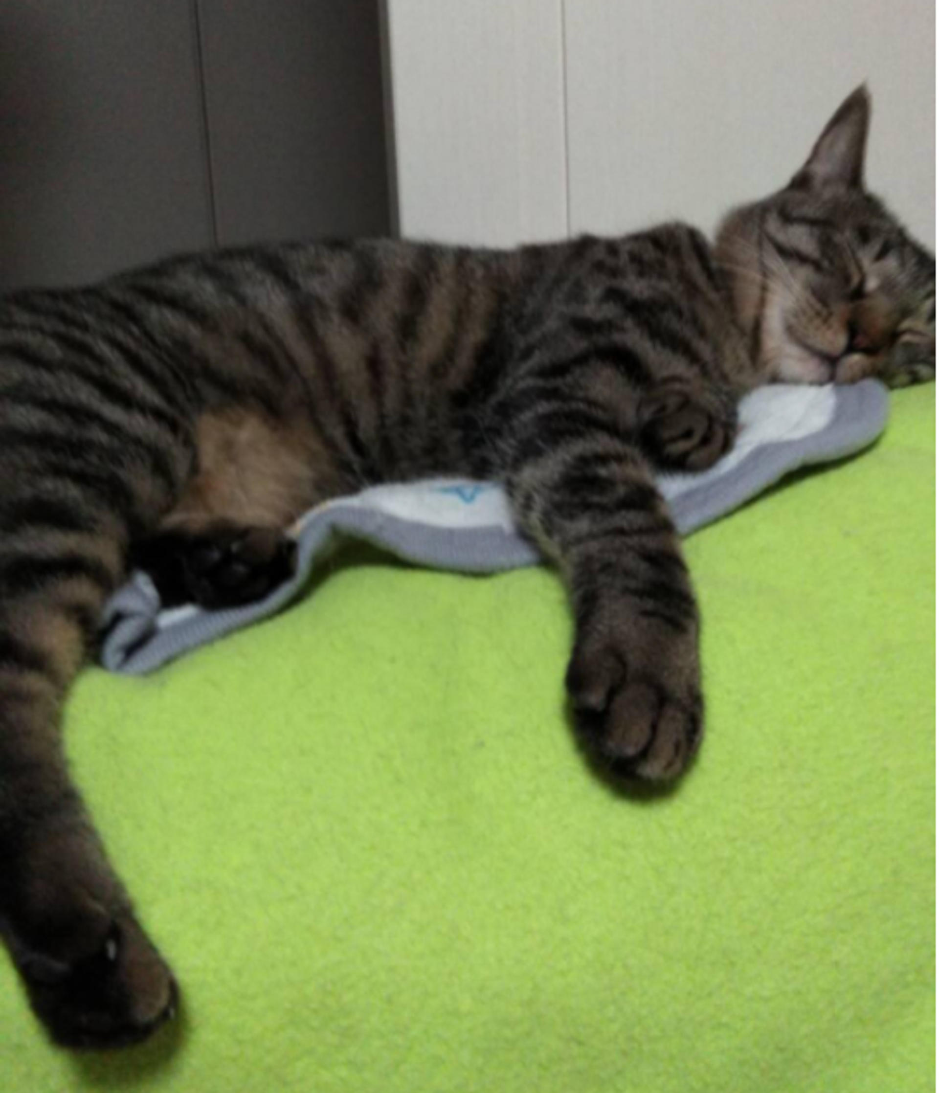 pet-image-5