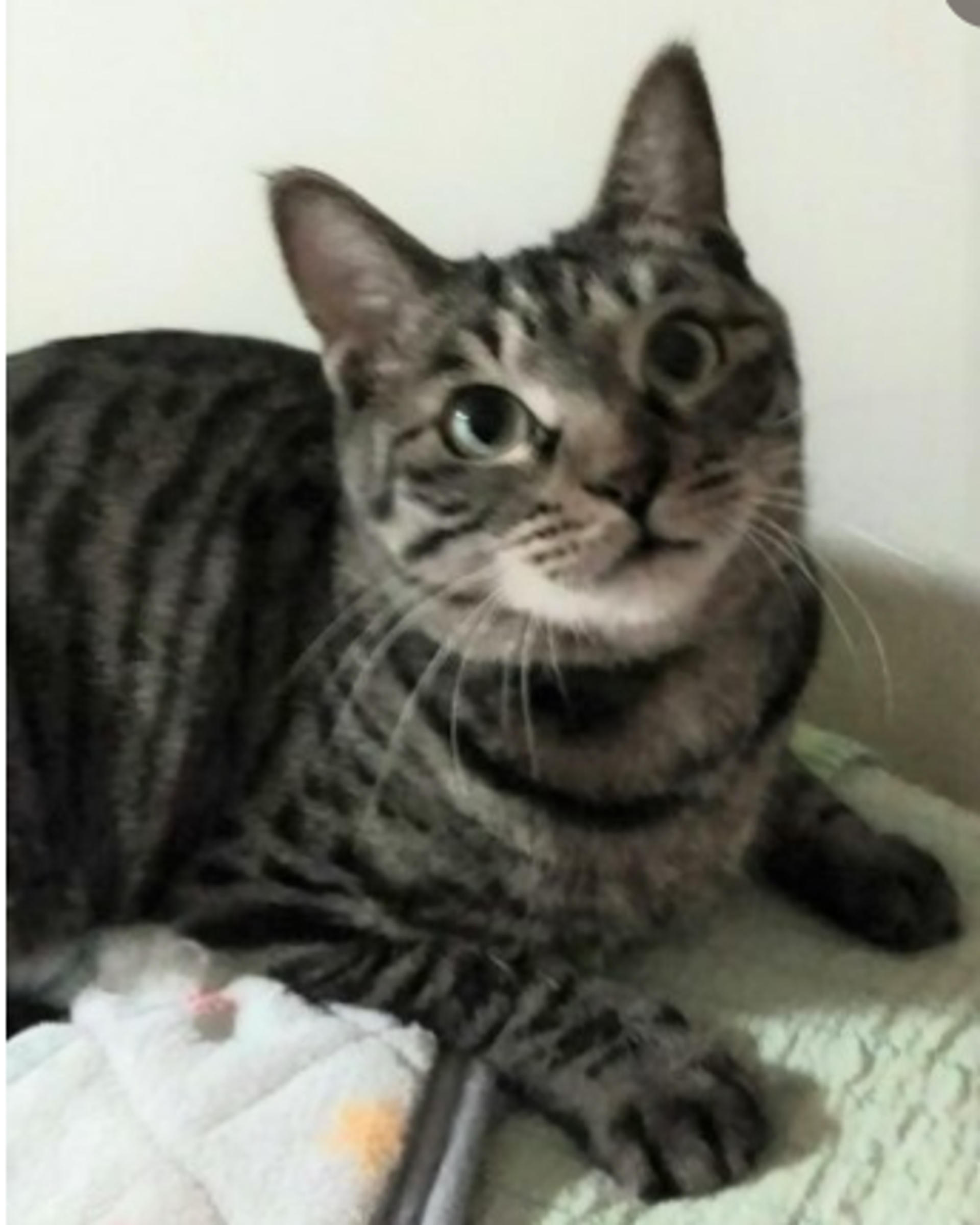 pet-image-6