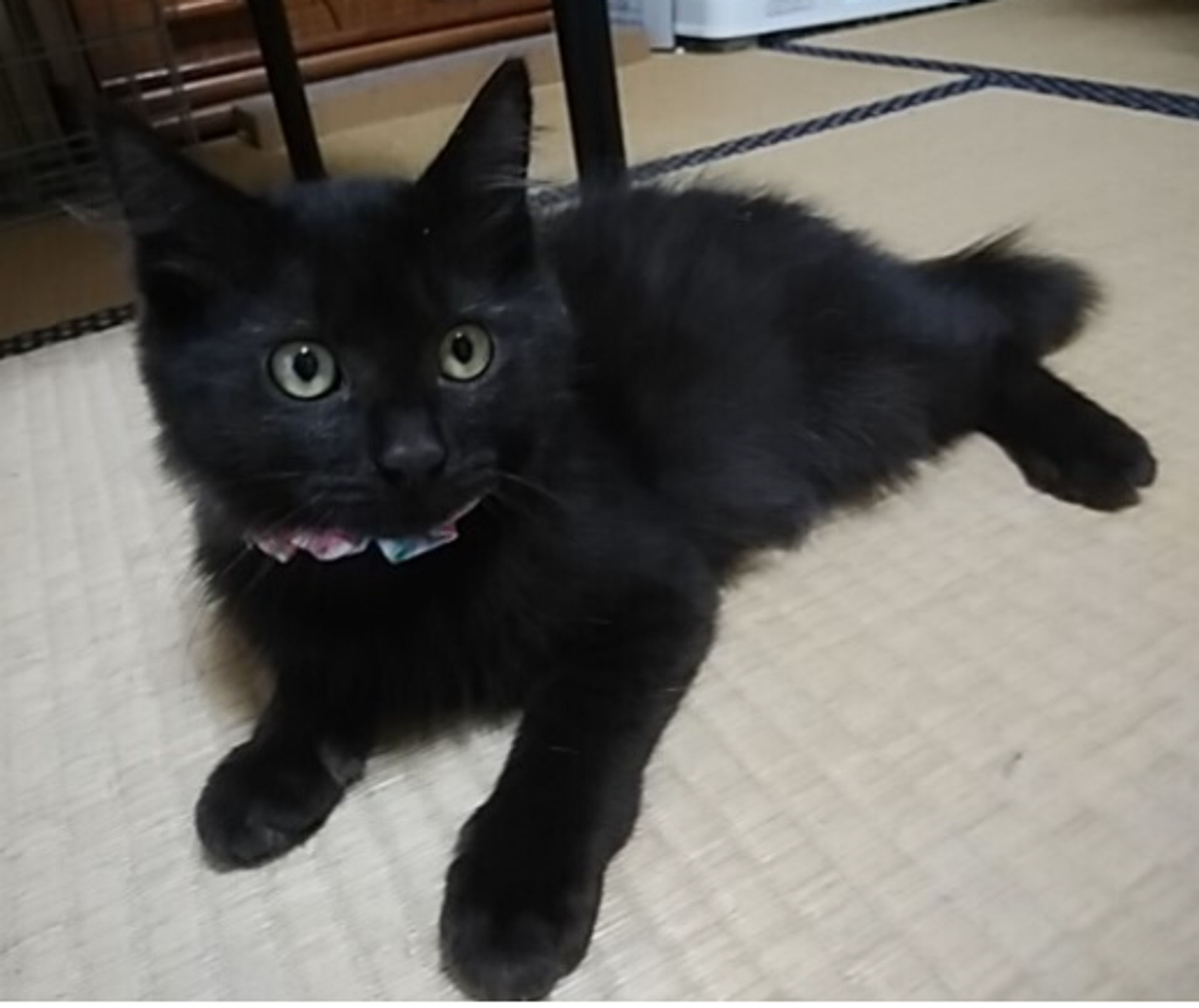 雑種（ミックス猫）・オスの里親募集の写真