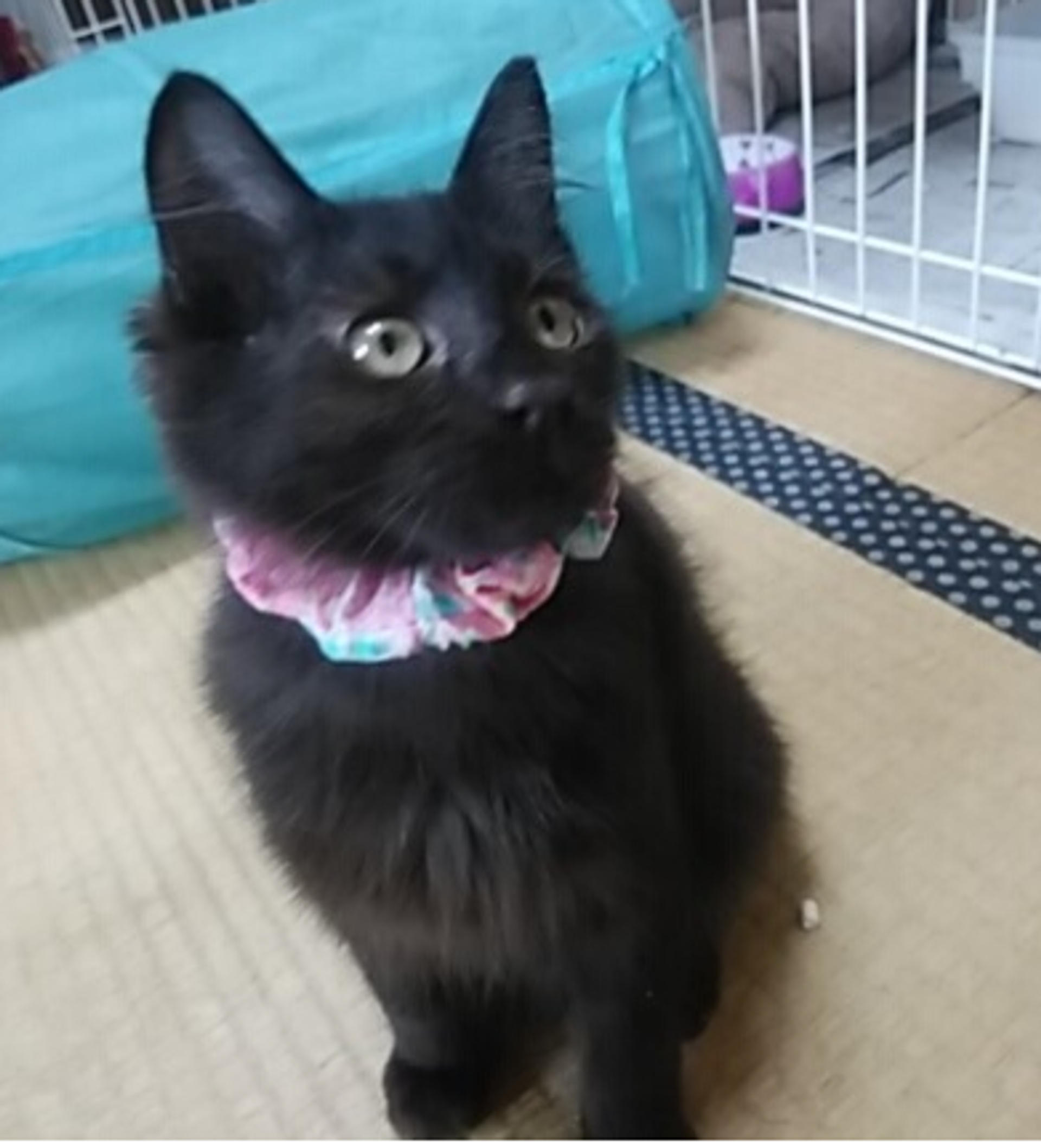 pet-image-2