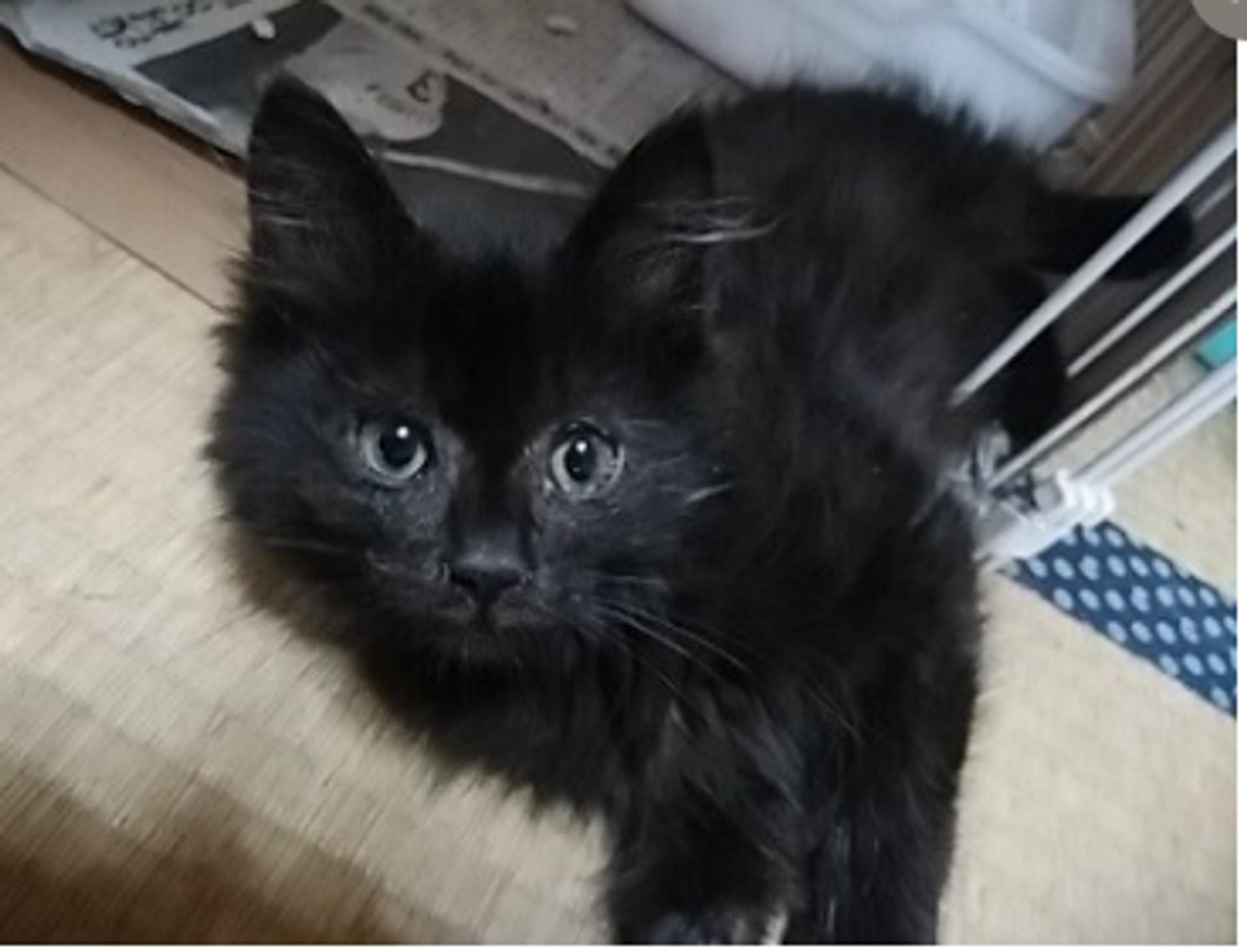 pet-image-3