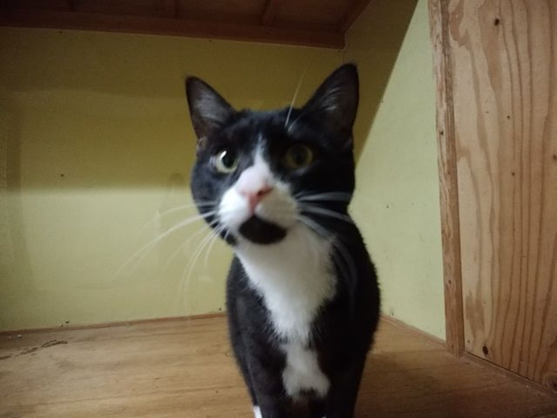 雑種（ミックス猫）・オスの里親募集の写真